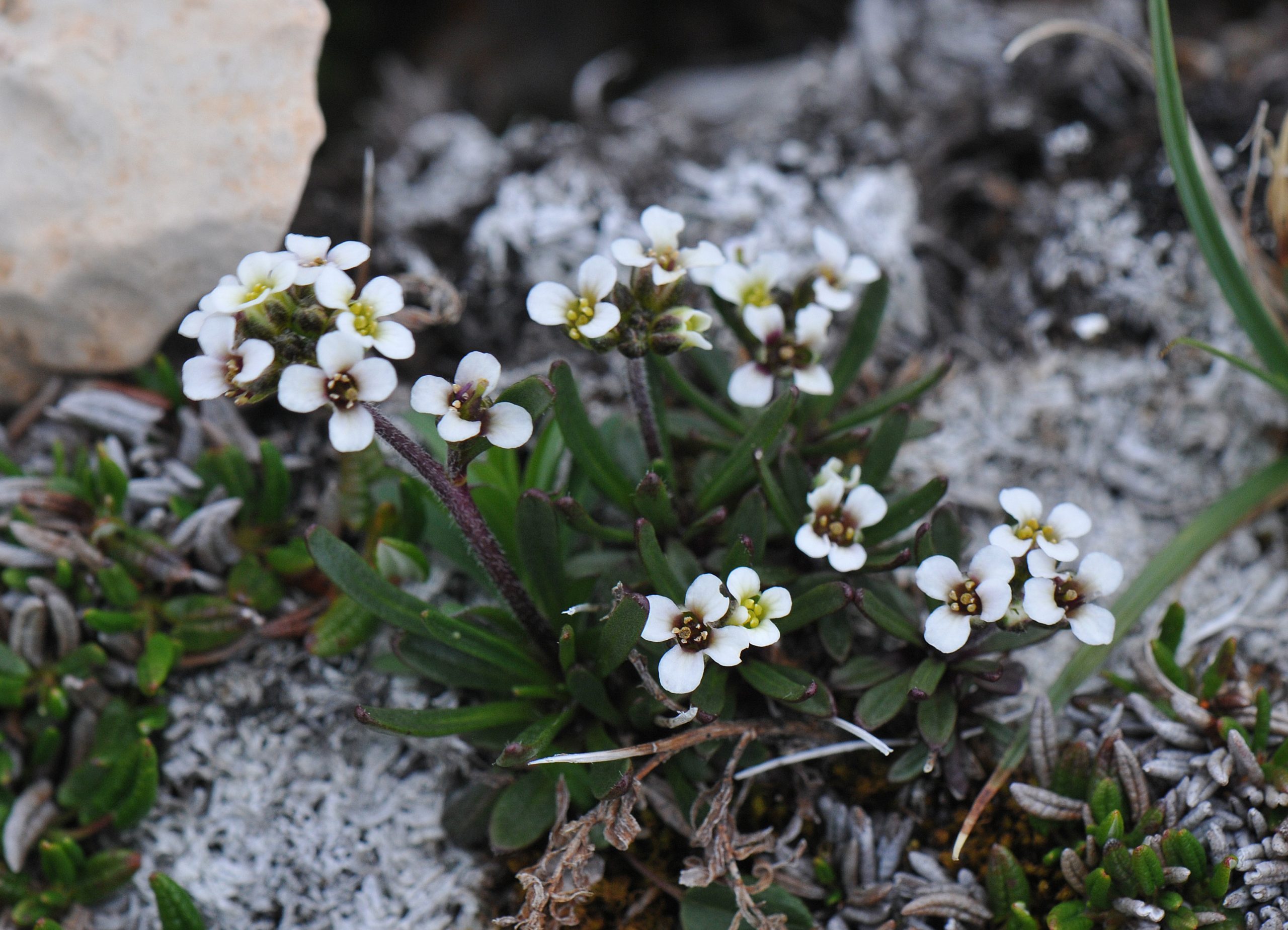 Image of Long's rockcress (Braya longii).