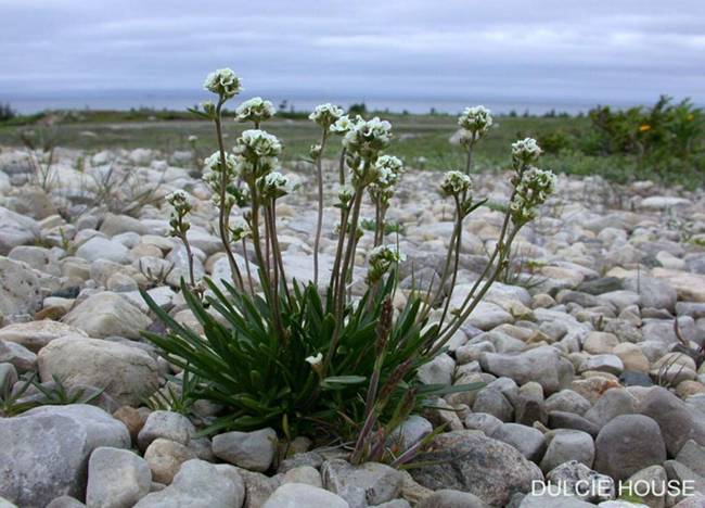 Image of Long's rockcress (Braya longii).