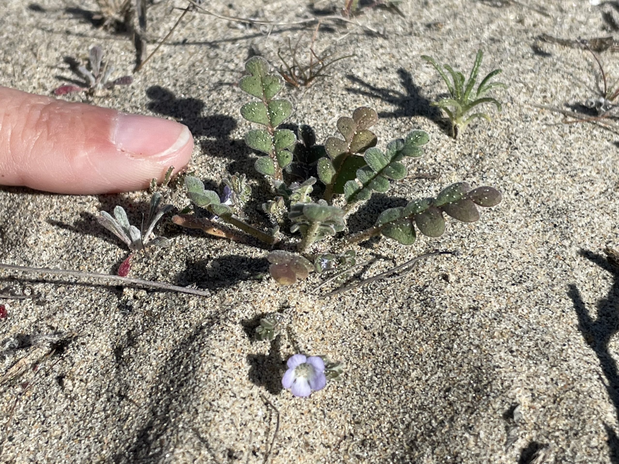 Image of Brand's star phacelia (Phacelia stellaris), one of the binational species Sula is working to protect.