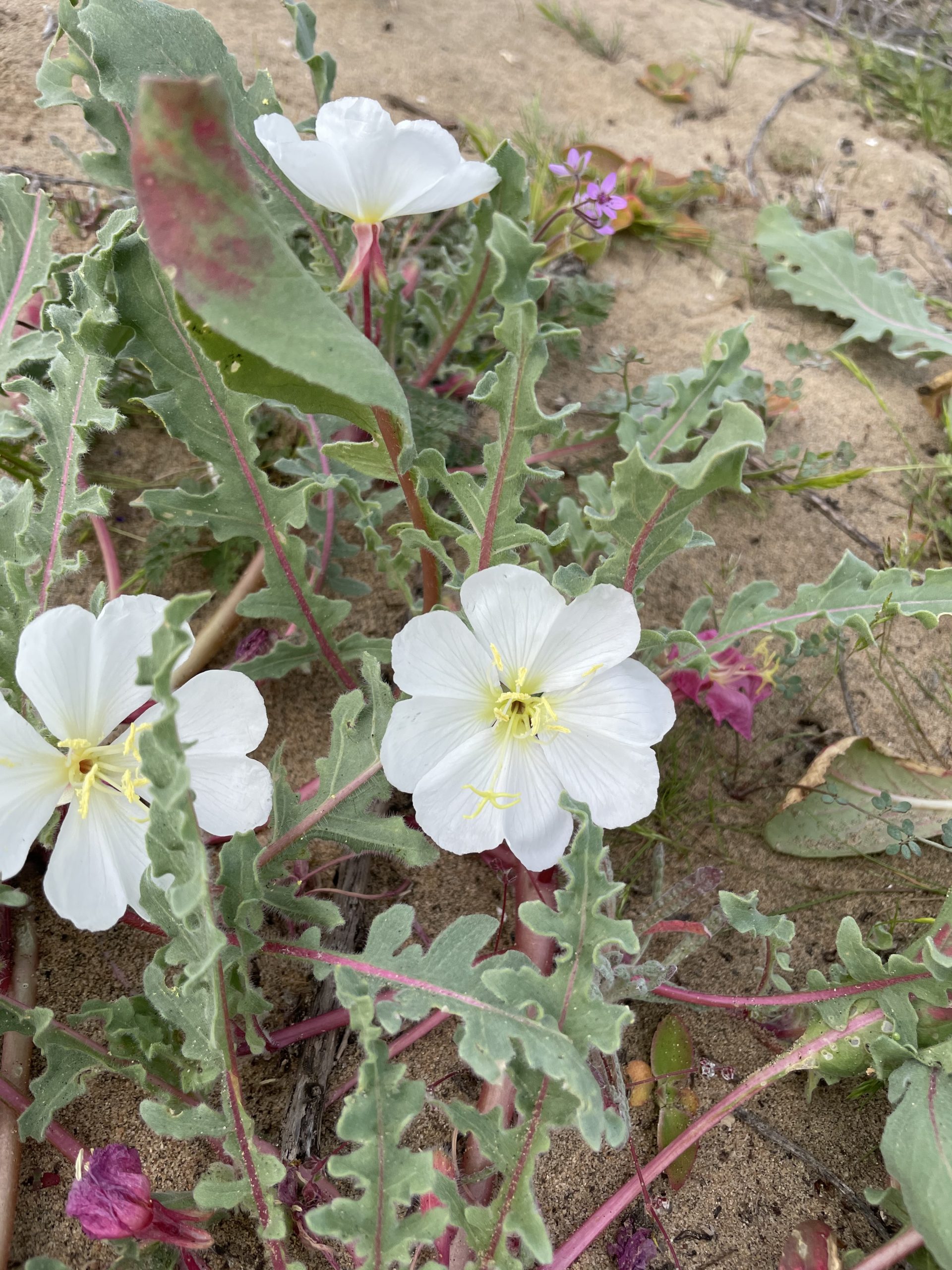 Image of Oenothera wigginsii, a narrow endemic found in Baja.