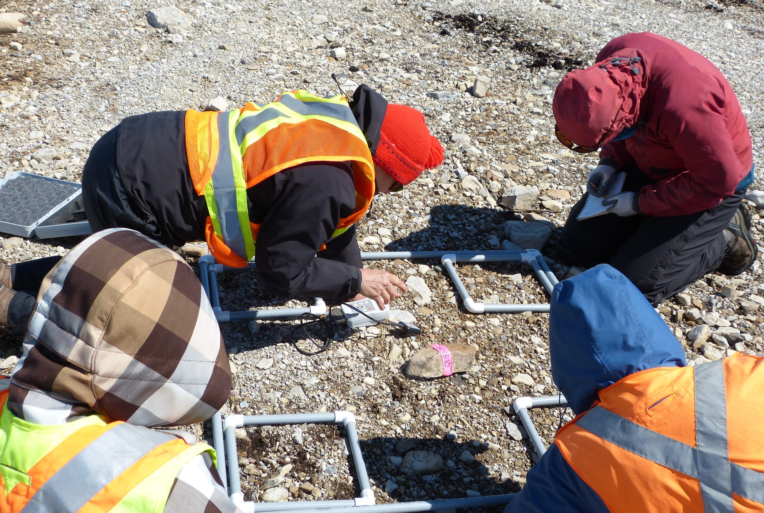 Image of researchers from MUN systematically monitoring the areas where they seeded Long's rockcress (Braya longii) to measure their success.