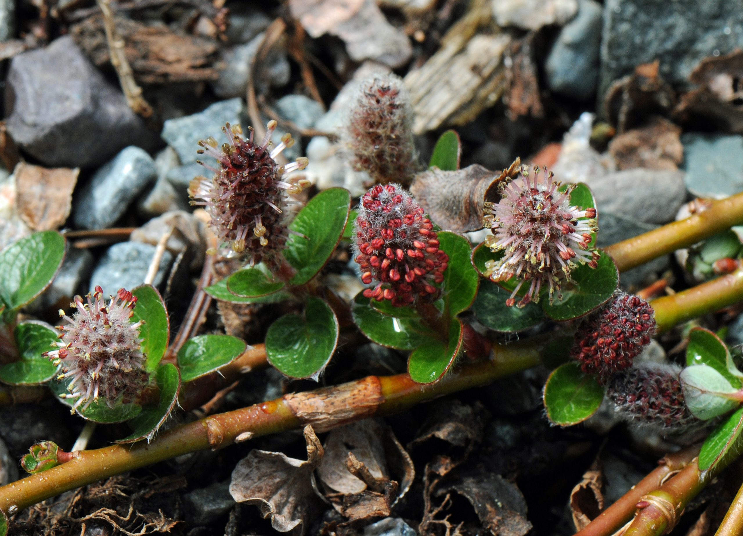 Image of Barrens ground willow (Salix jejuna).