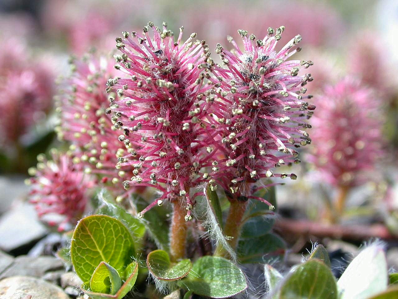 Image of the endangered Barrens ground willow (Salix jejuna).