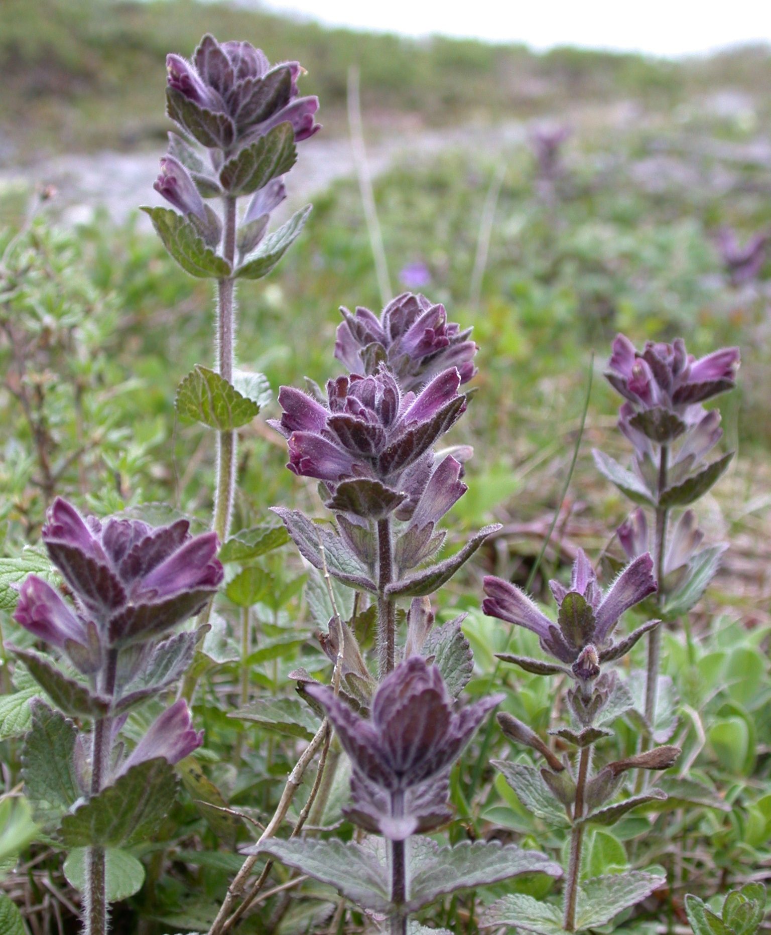 Image of velvet bells (Bartsia alpina).