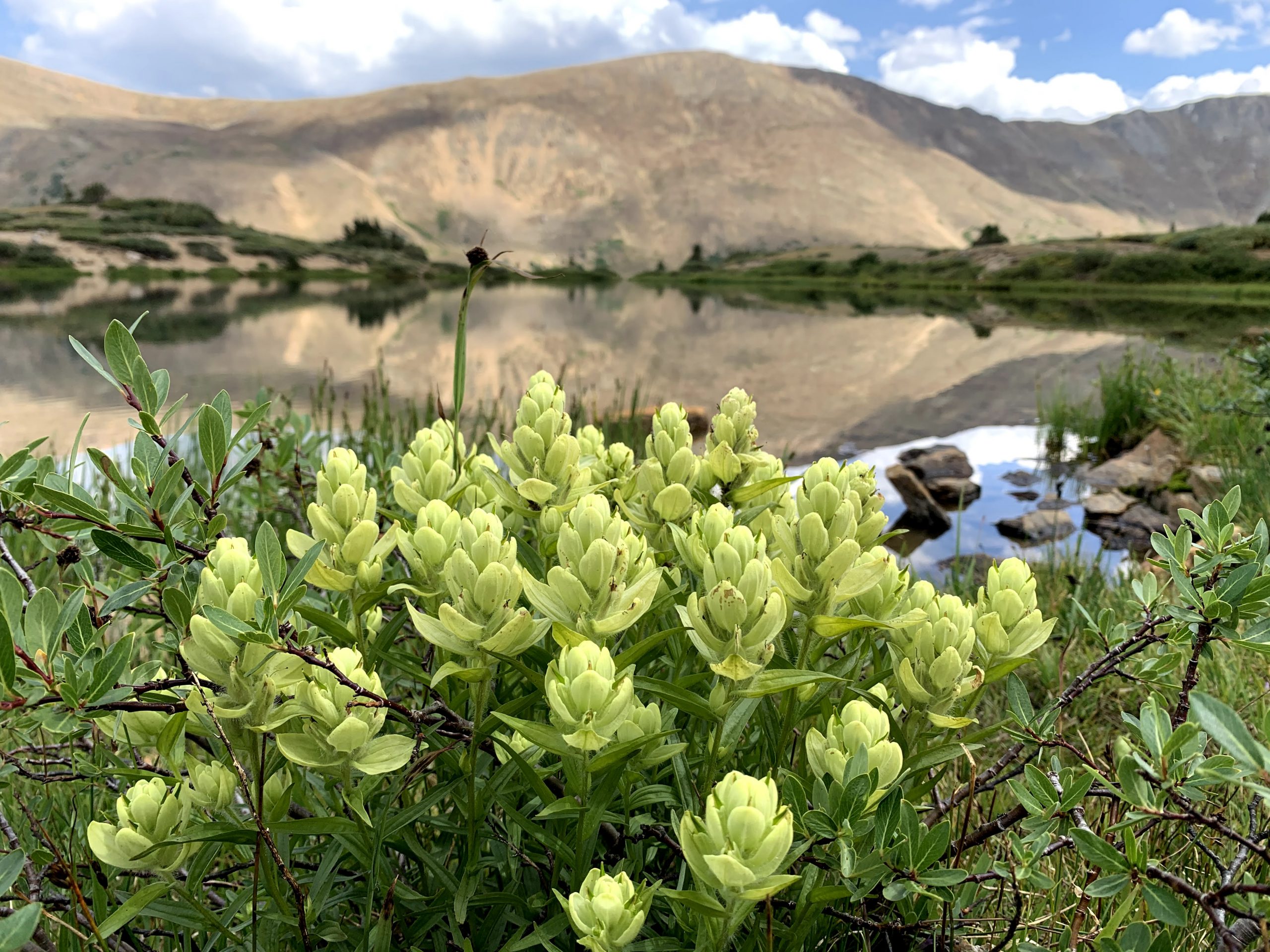 Castilleja at Pass Lake