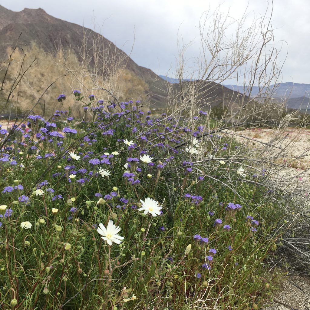 Flowers in the Anza-Borrego desert.