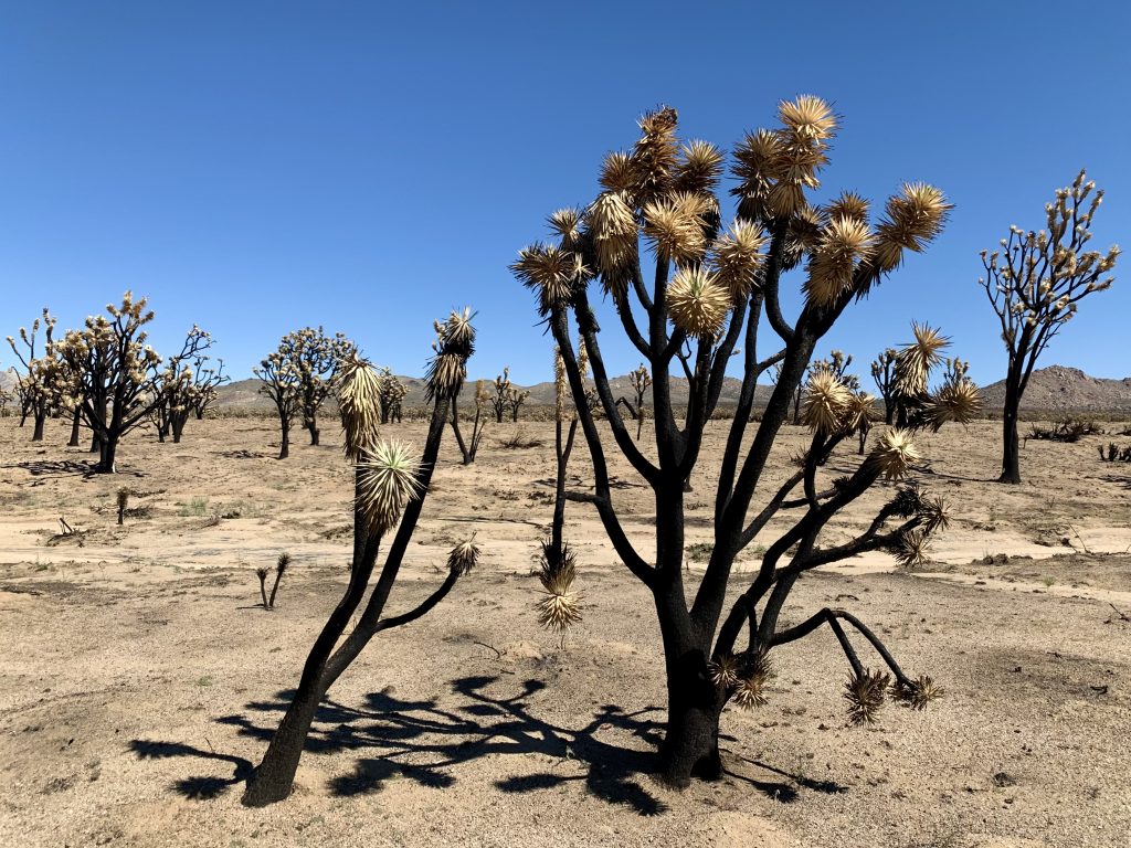 Yucca brevifolia Graveyard