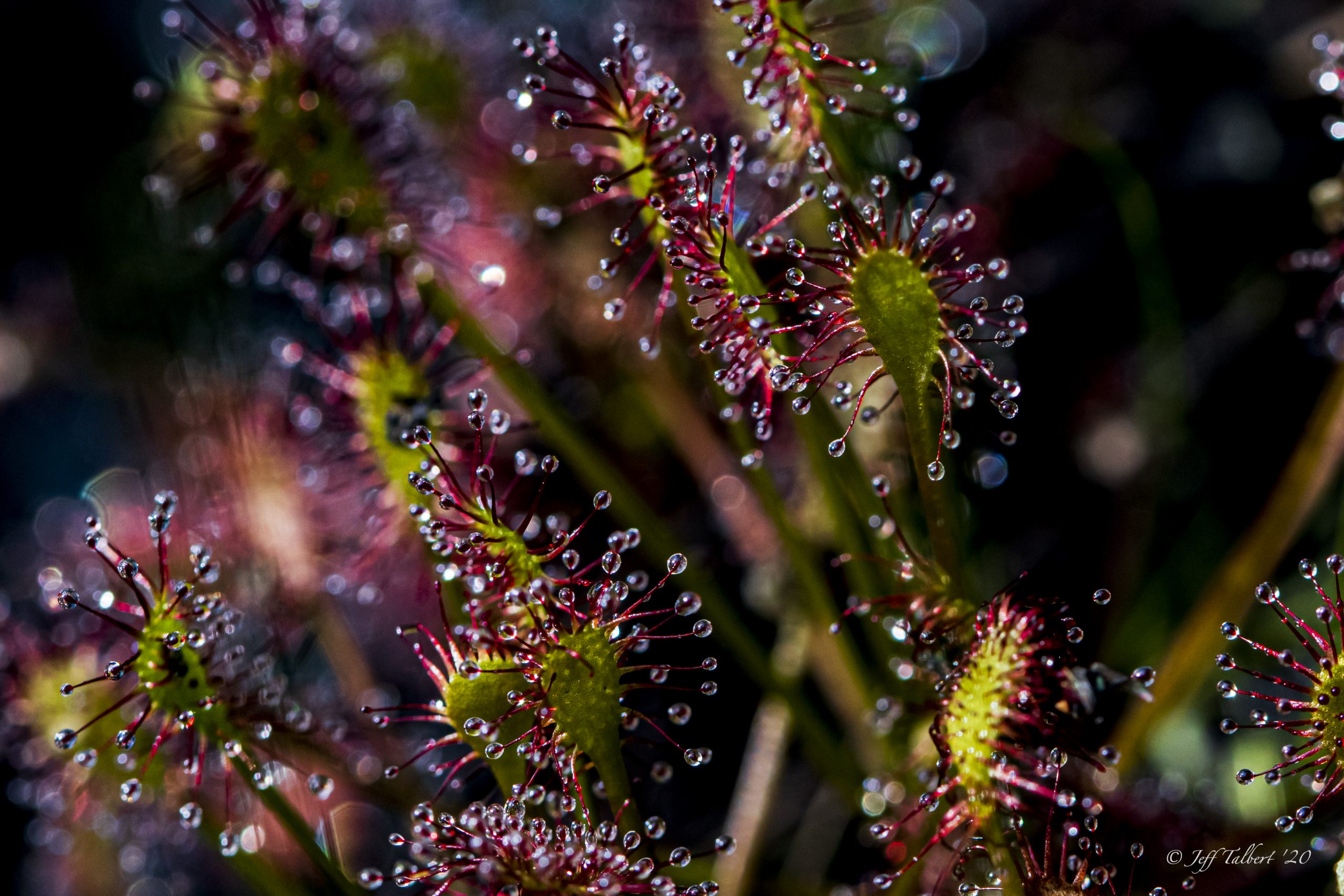 Image of a Drosera intermedia taken by Jeff Talbert.