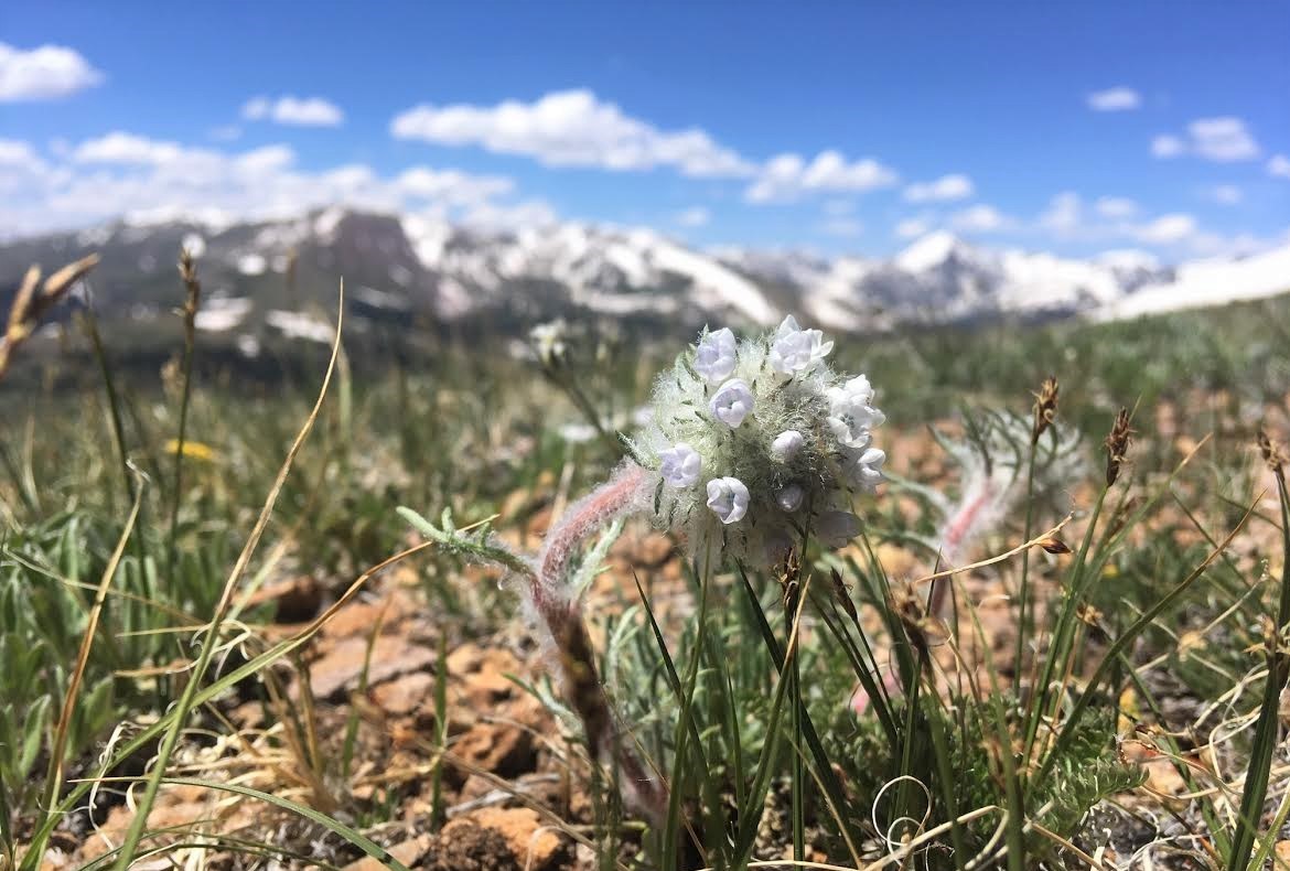 Image of Hoosier Pass ipomopsis (Ipomopsis globularis) in its alpine habitat.