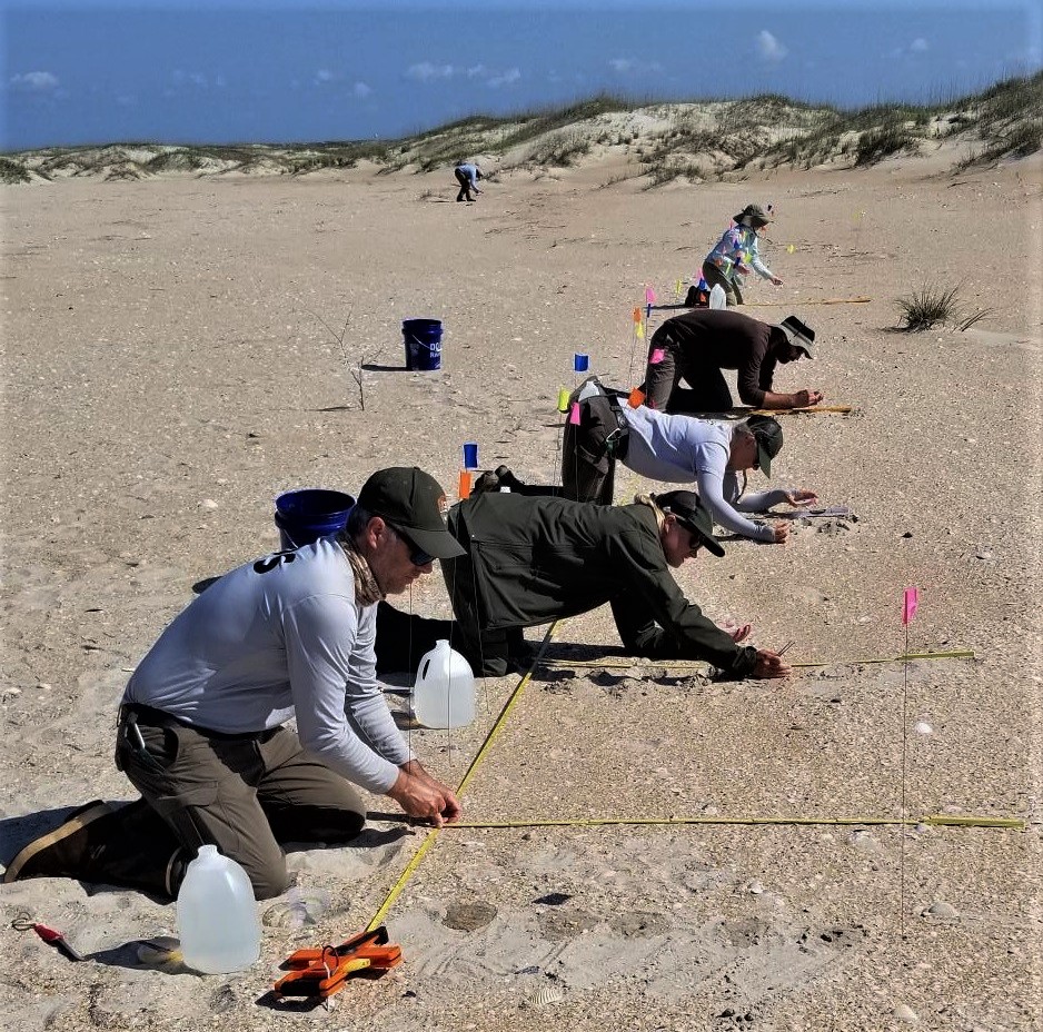 Image of North Carolina Botanical Garden and National Park Service employees planting seabeach amaranth.