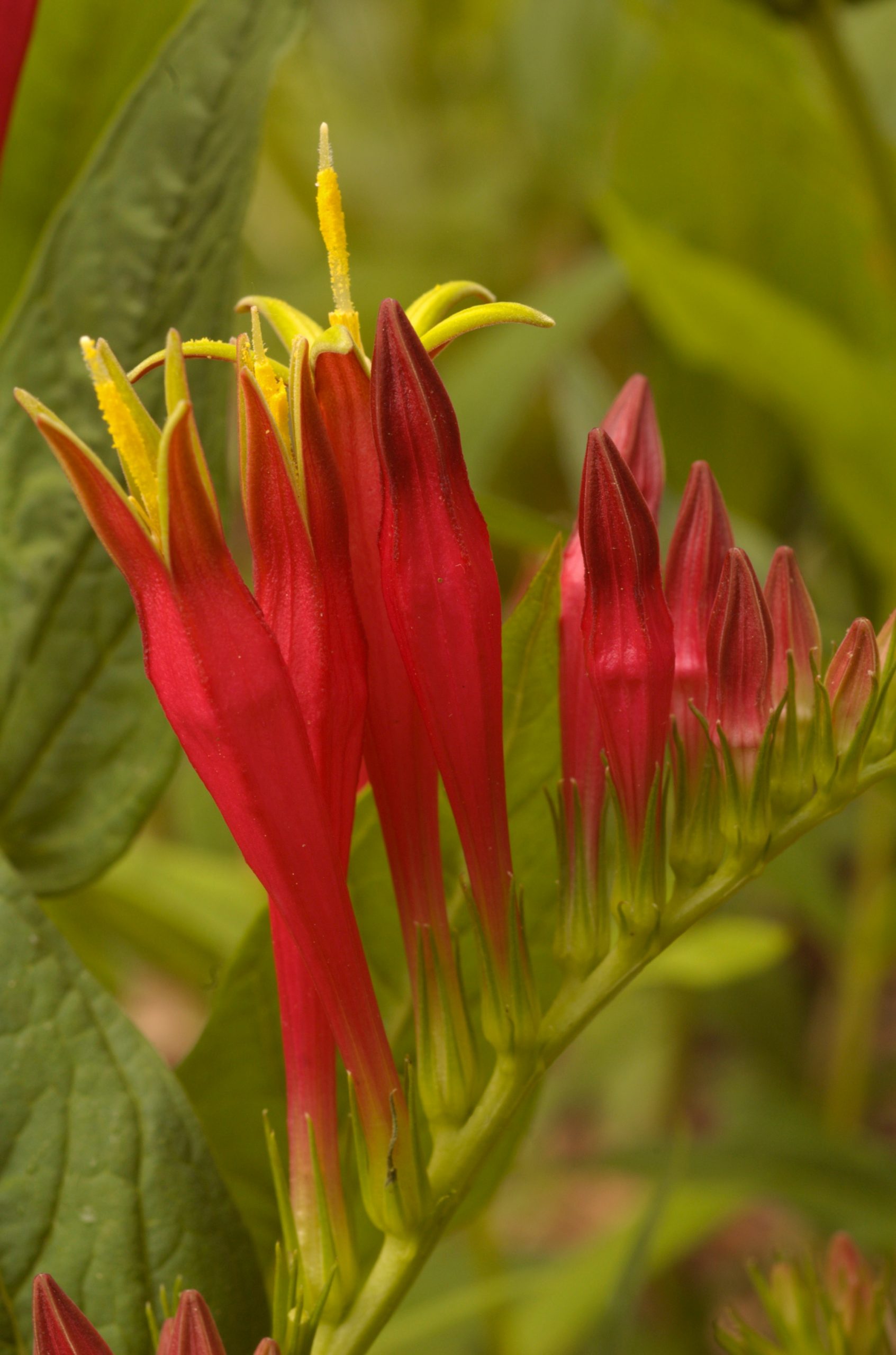Image of Indian pink (Spigelia marilandica).