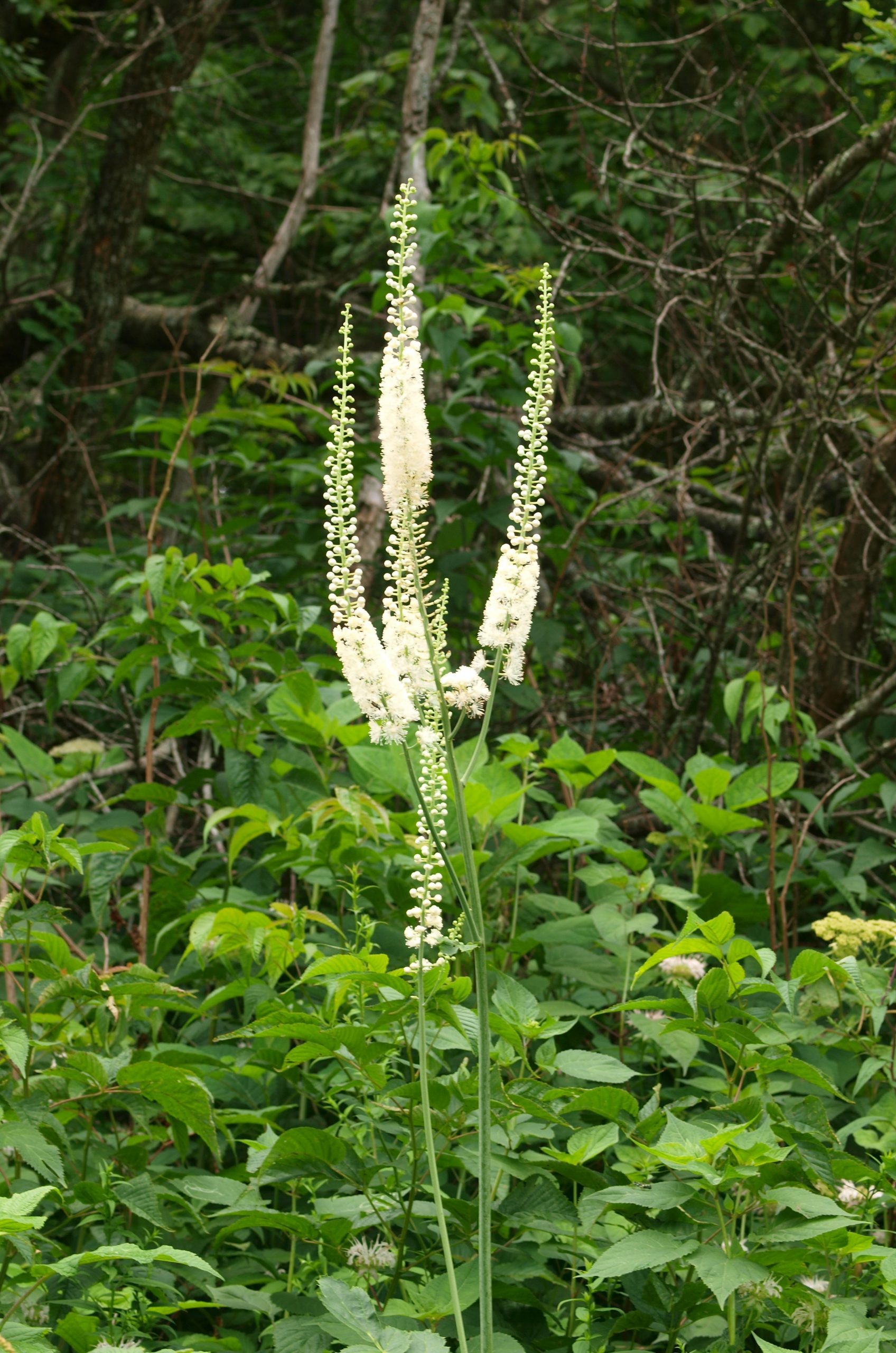 Image of Black cohosh (Actaea racemosa), a member of the buttercup family.