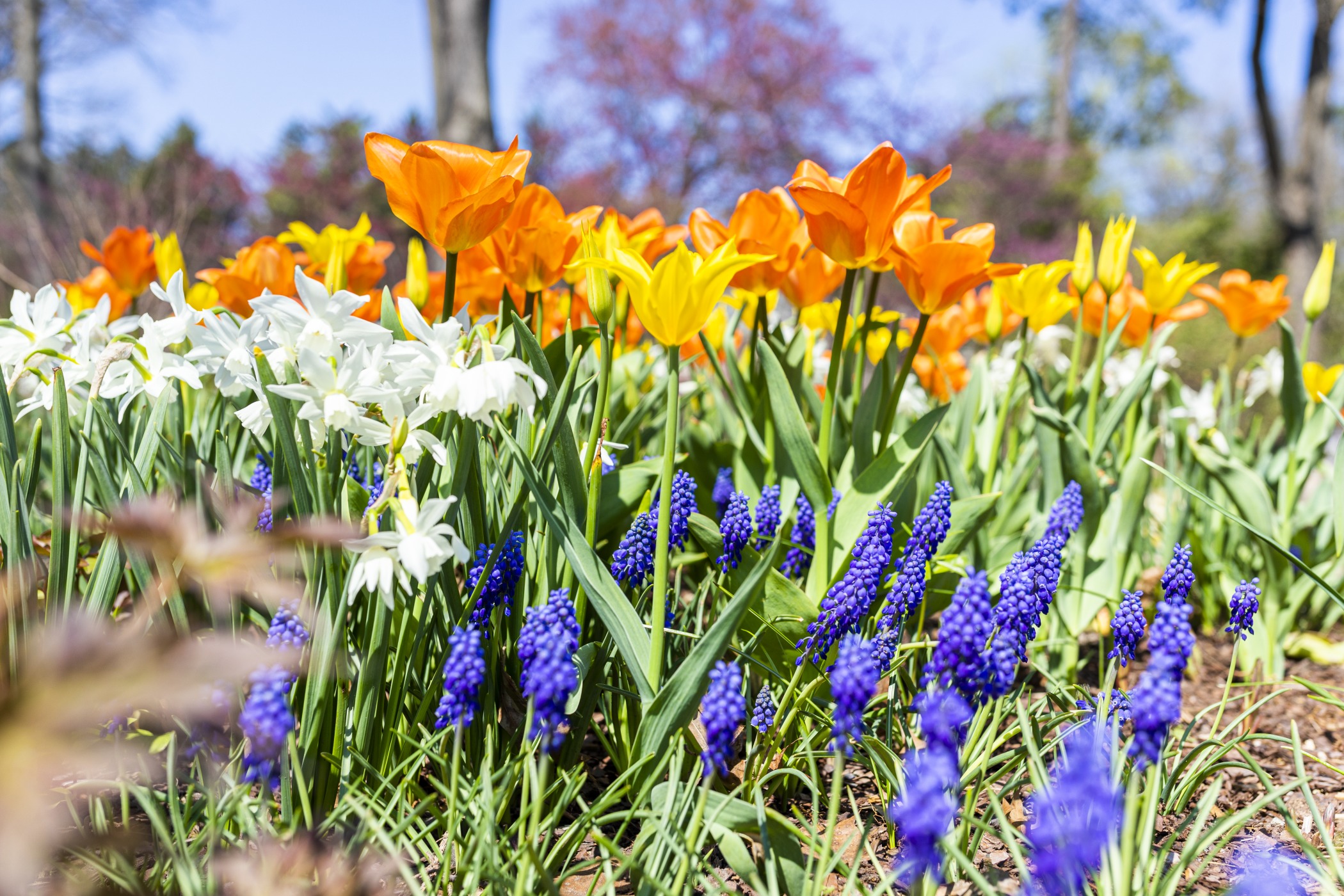 Spring flowers at Newfields. Image courtesy of Newfields.