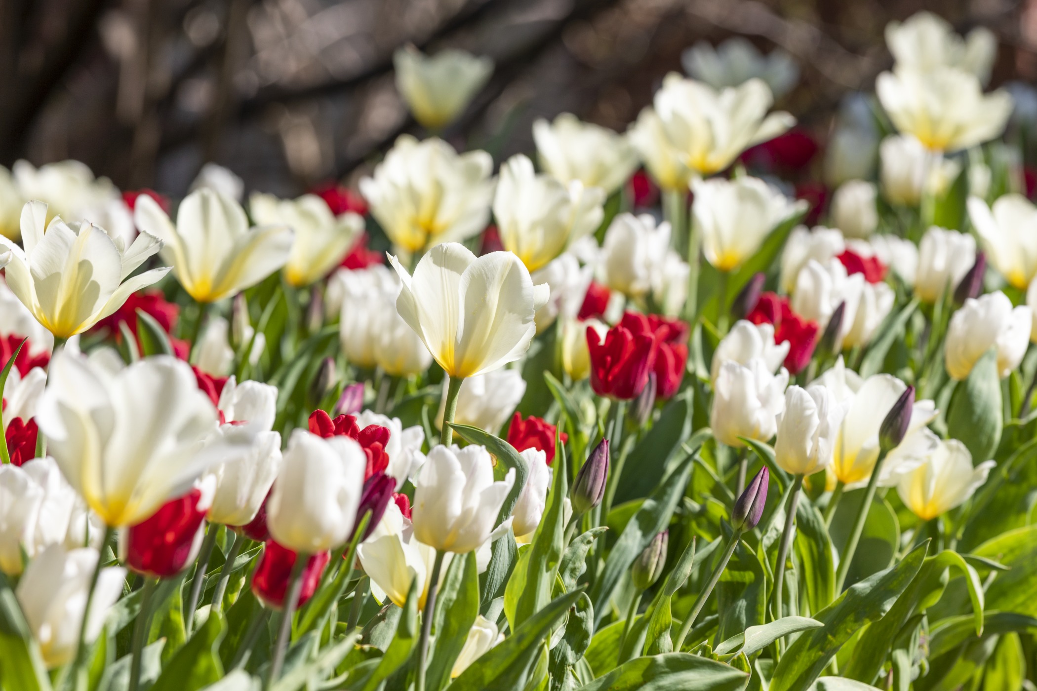 Tulips at Newfields. Image courtesy of Newfields.