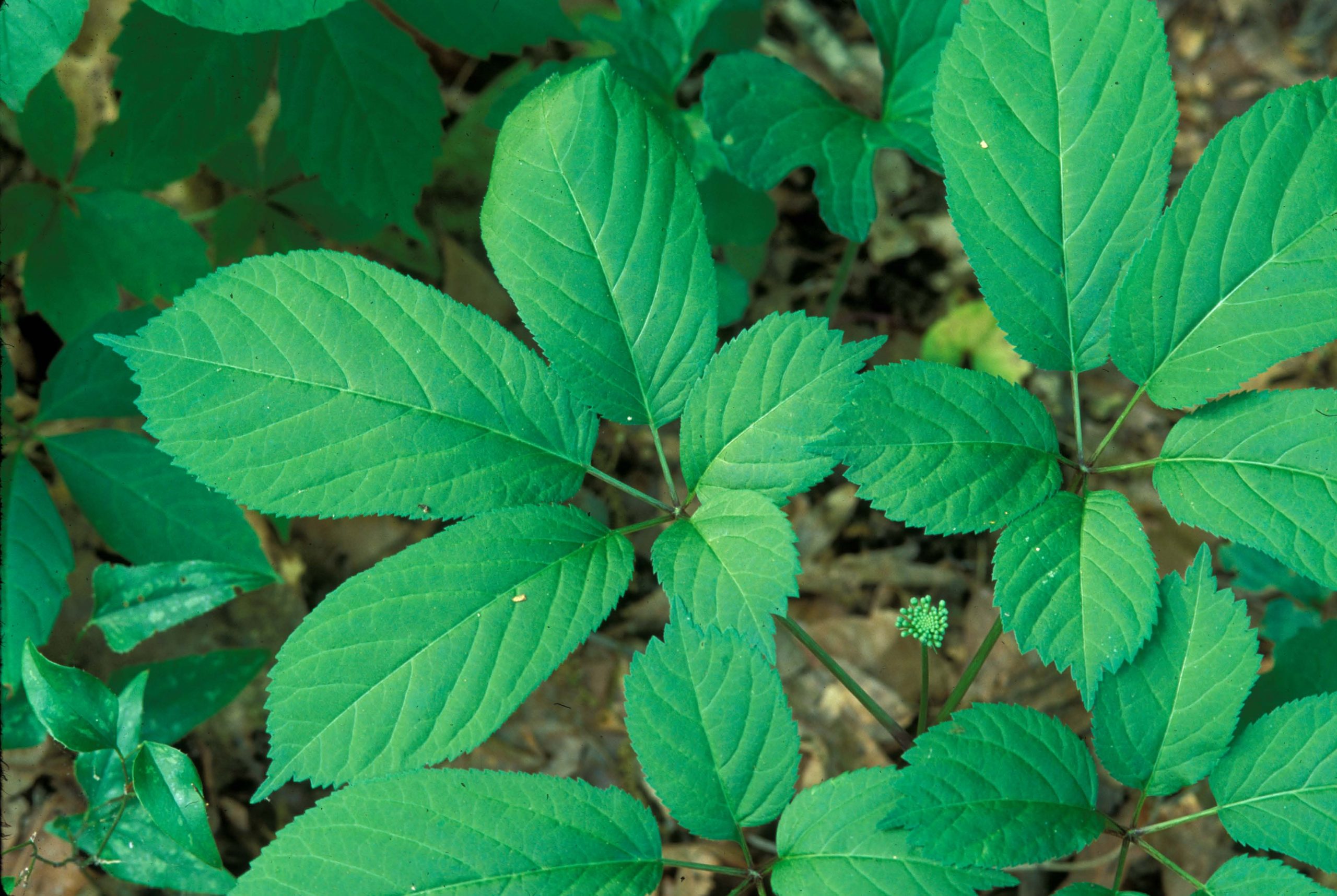 Image of American ginseng (Panax quinquefolius).