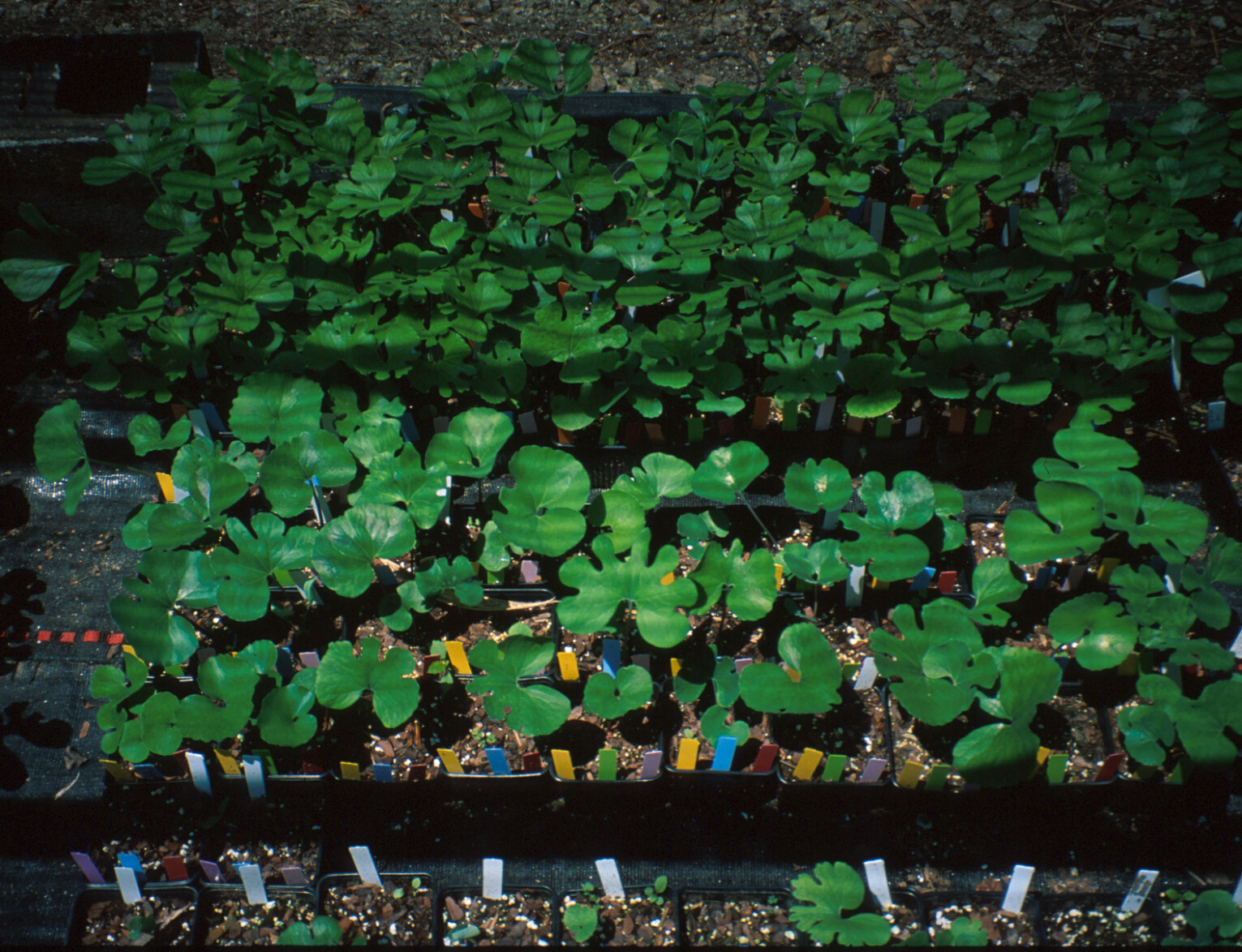 Image of a a bloodroot propagation experiment. Photo by Jim Affolter