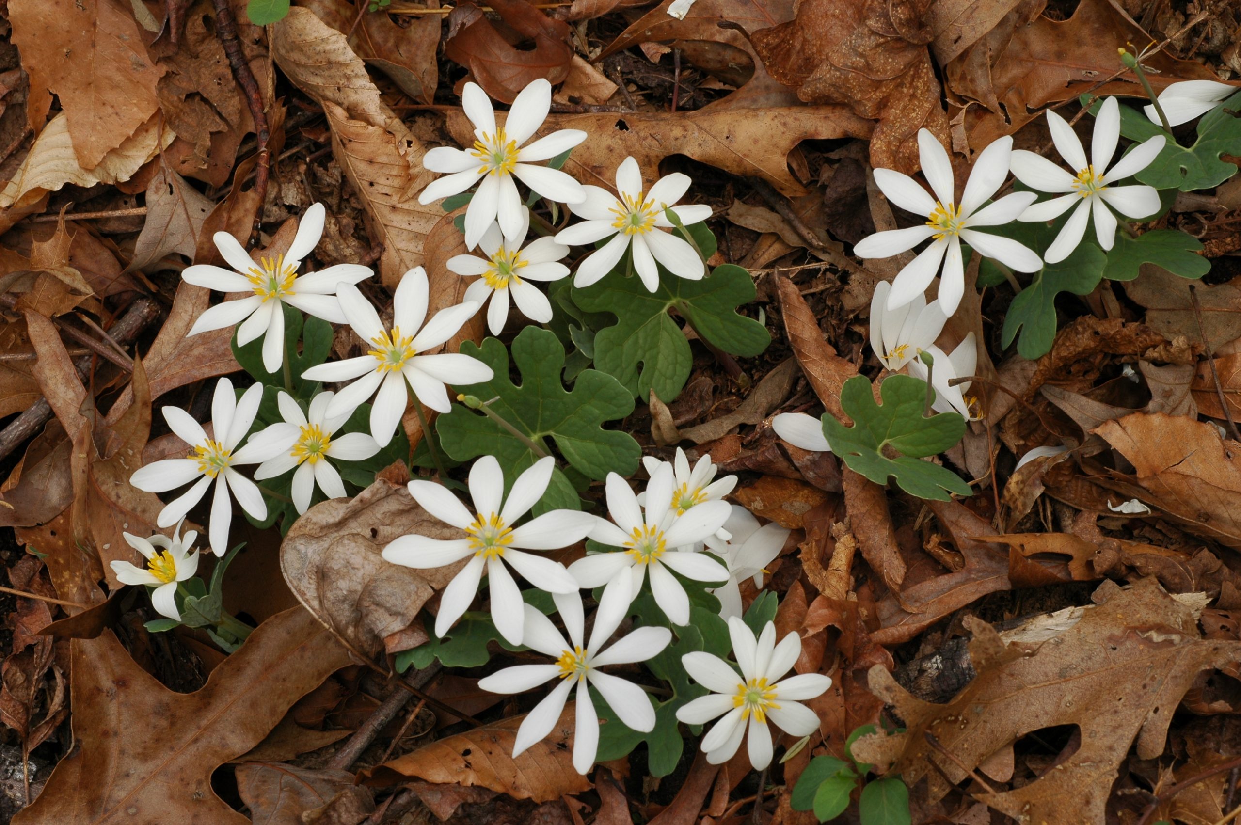 Image of Bloodroot (Sanguinaria canadensis)