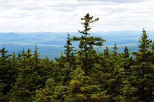 Image of Spruce-fir habitat, photo by Michael Piantedosi, courtesy of Native Plant Trust
