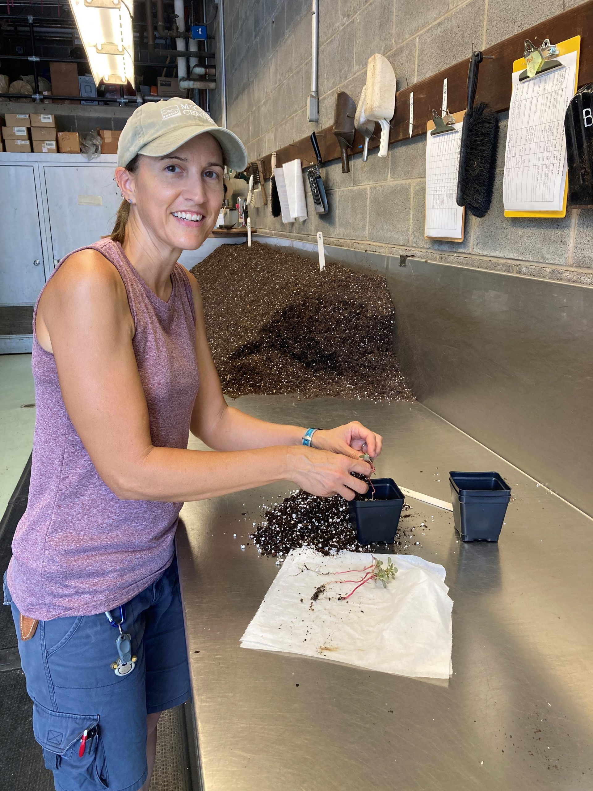 Image of Amaranthus potting