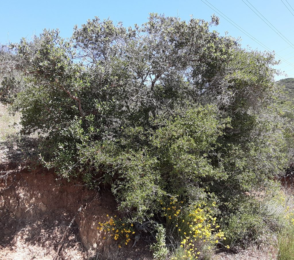 Image of Quercus dumosa by Joseph Ree