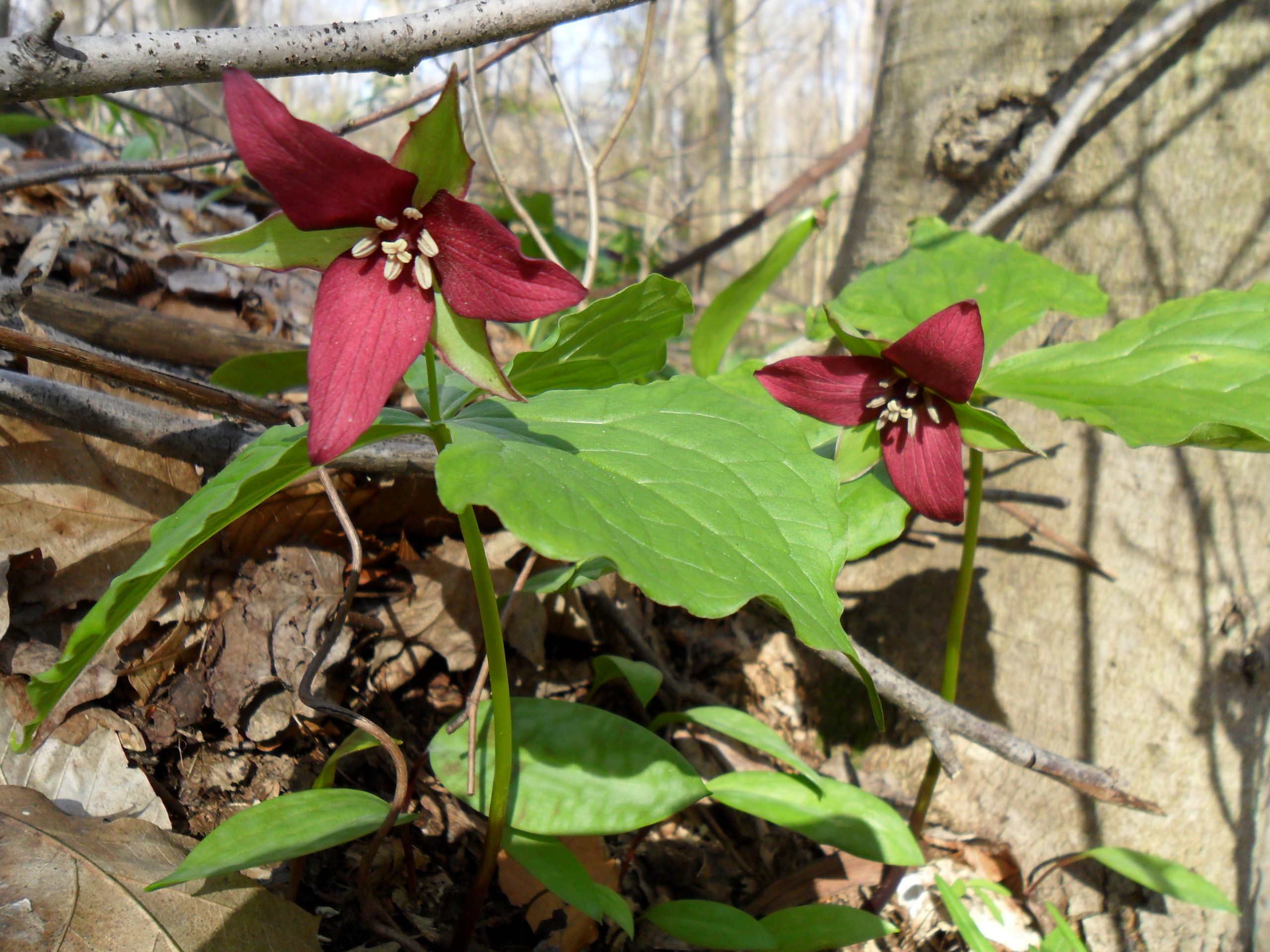 Image of Holden Arboretum