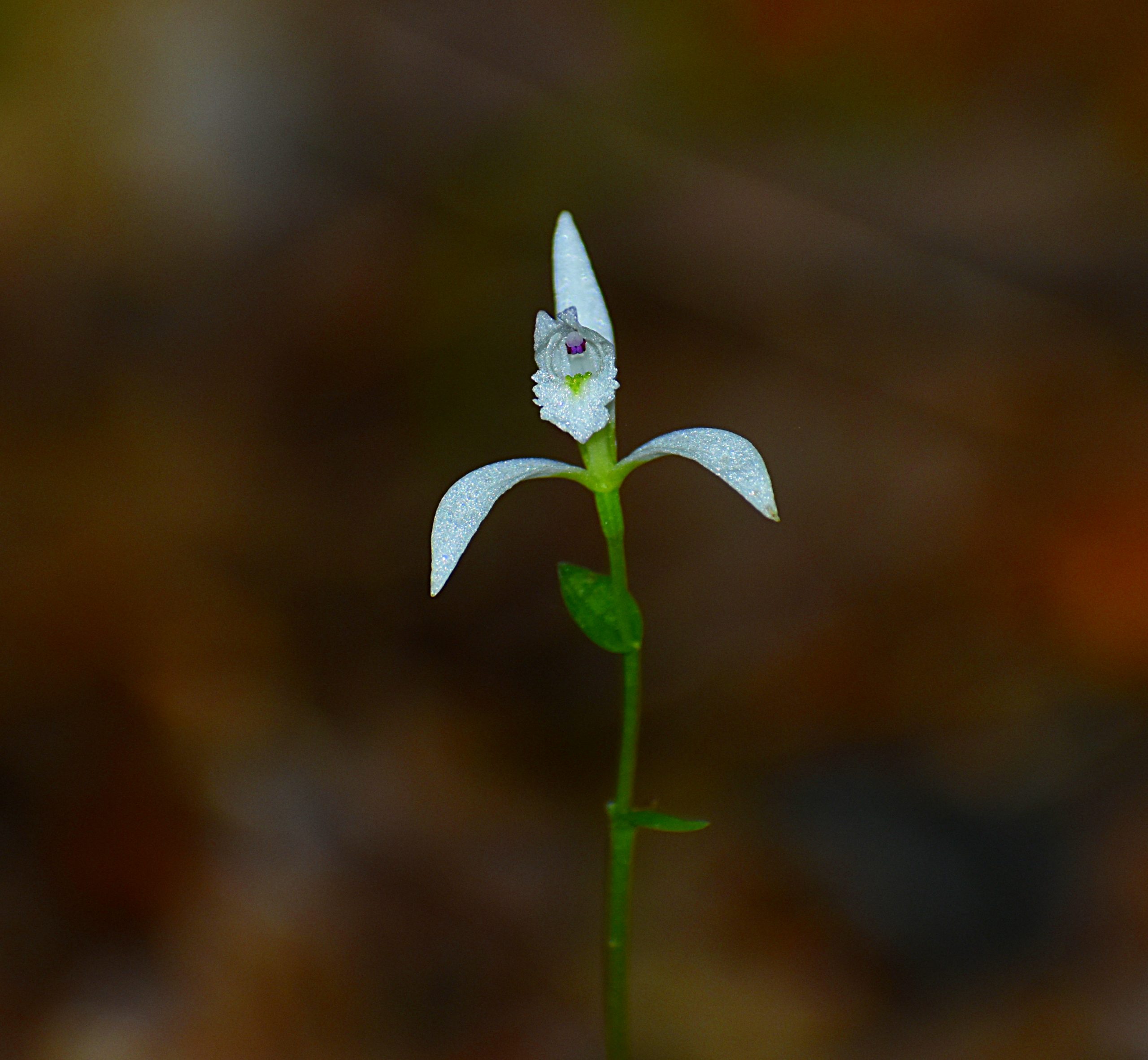 A delicate white flower of the three-birds orchid (Triphora trianthophora).The