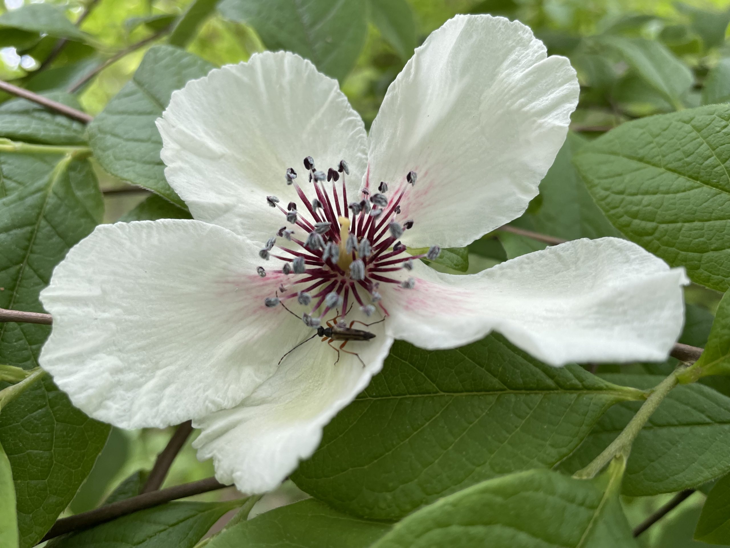 Image of silk stewartia (Stewartia malacodendron 'Delmarva'). Photo courtesy of Polly Hill Arboretum.