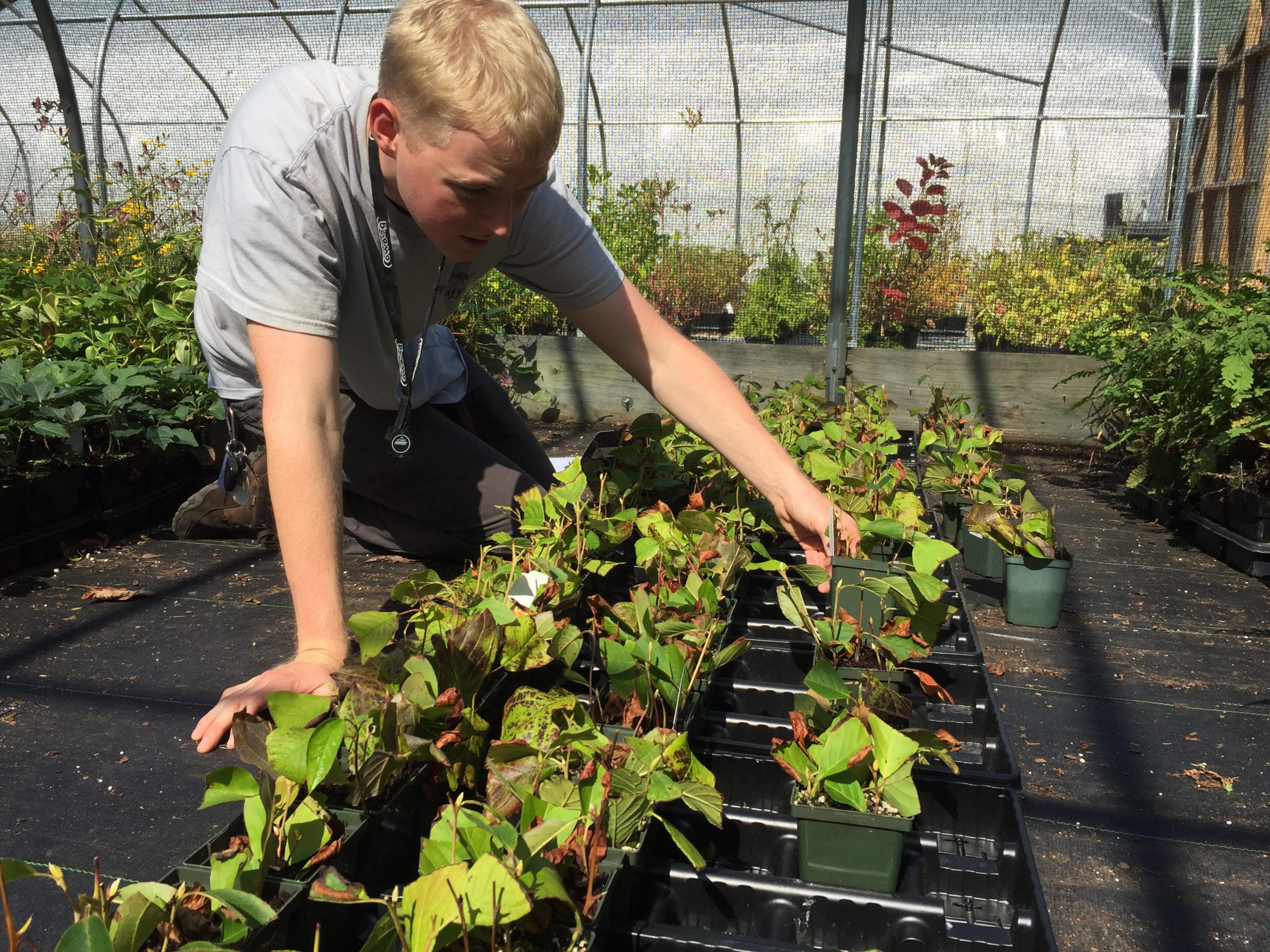 Image of PHA's Curatorial Intern Thomas Murphy (2017) working on a Stewartia dormancy project. Early on in PHA's efforts, overwintering proved challenging, but they have made large strides since Thomas' internship.