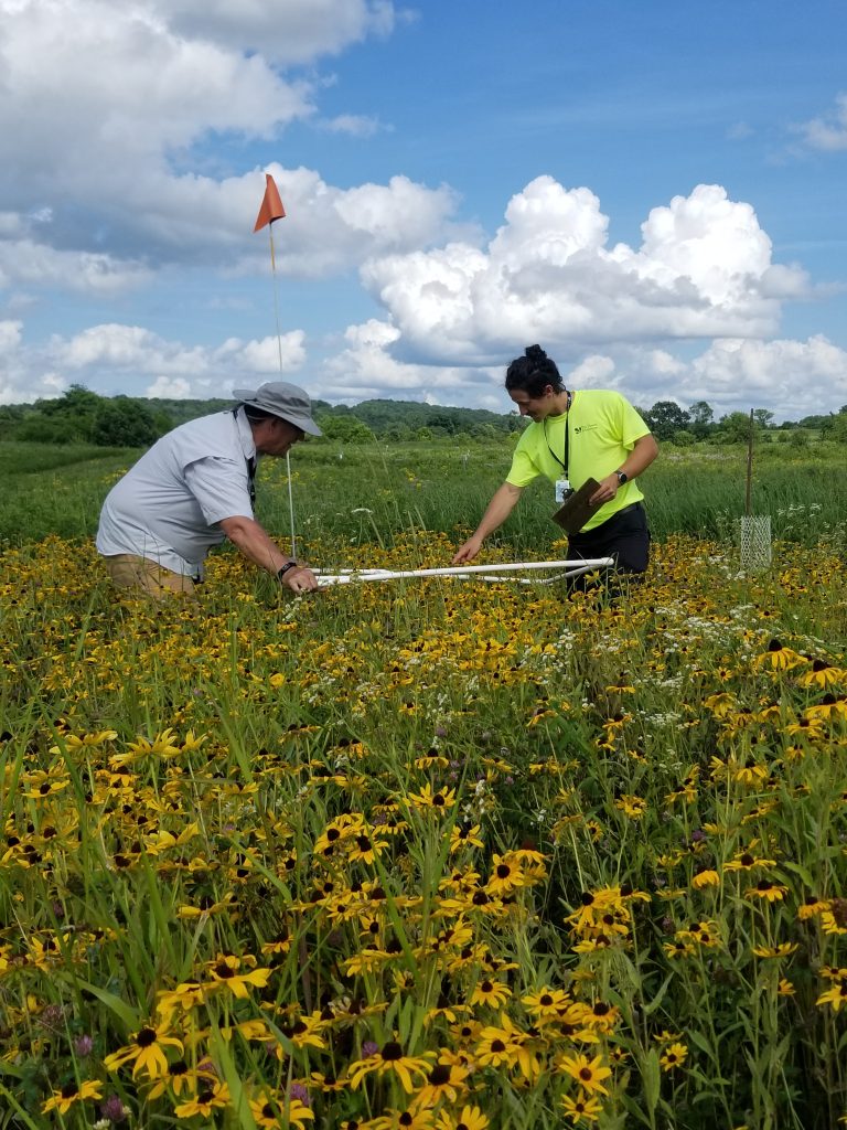 Two staff members lay a square quadrat frame across a field of wildflowers.