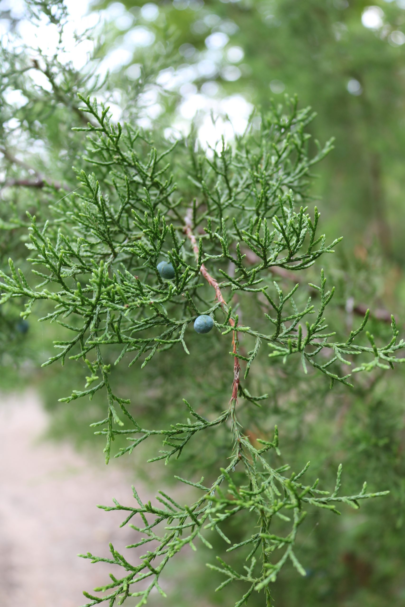 Image of Mountain Cedar (Juniperus ashei).