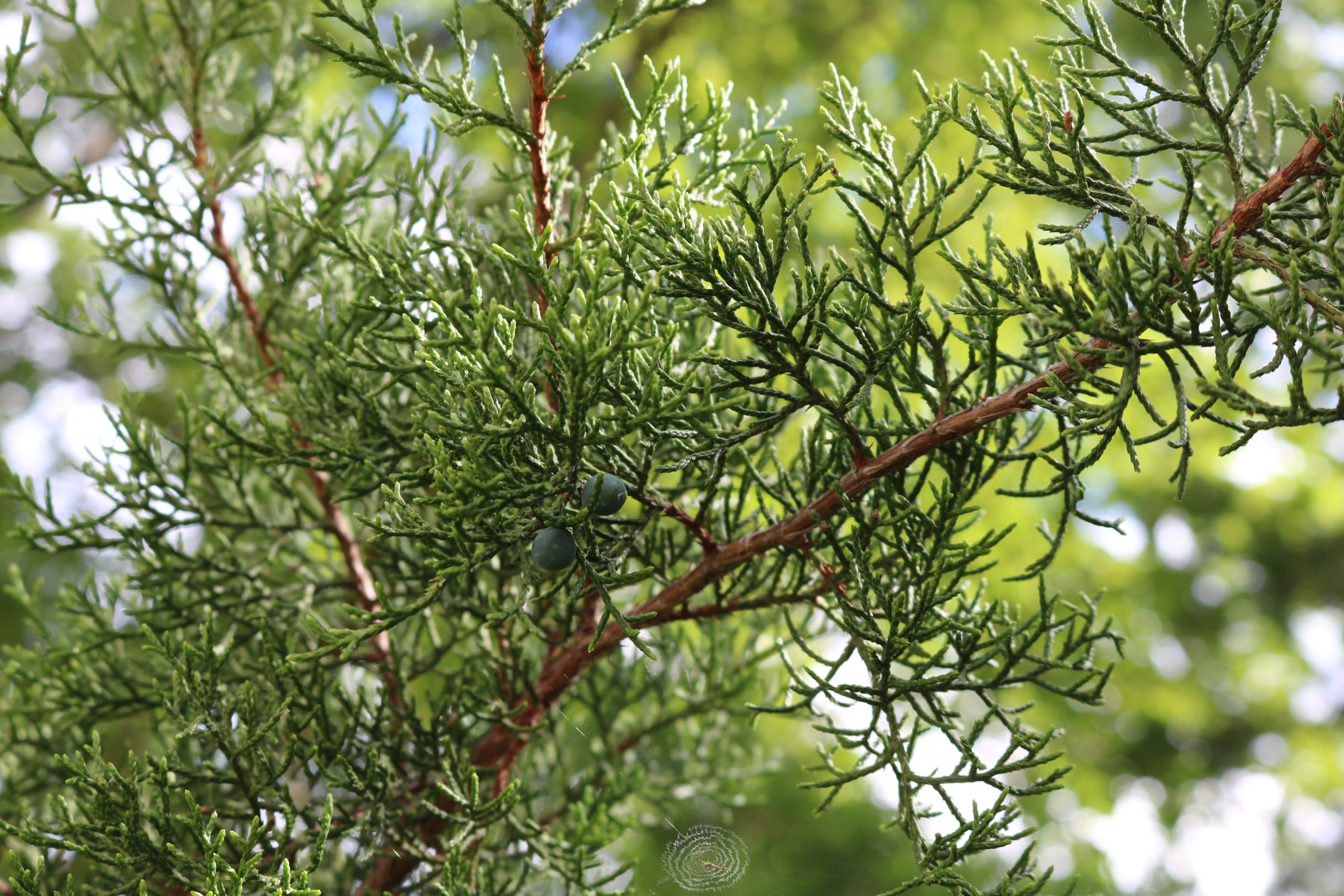 Image of Mountain Cedar (Juniperus ashei).