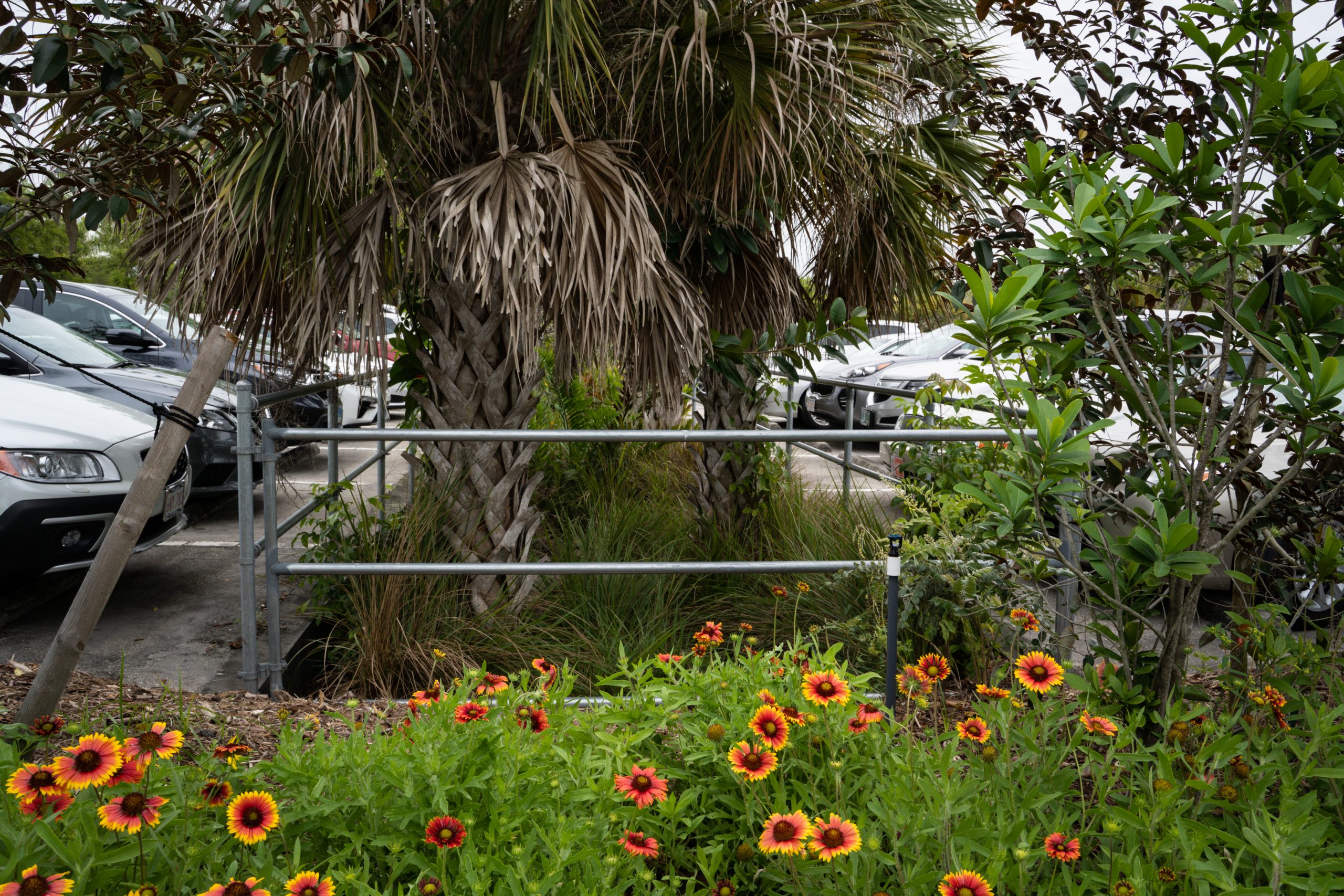 Image of swales that collect rainwater in Naples Botanical Garden's parking lot