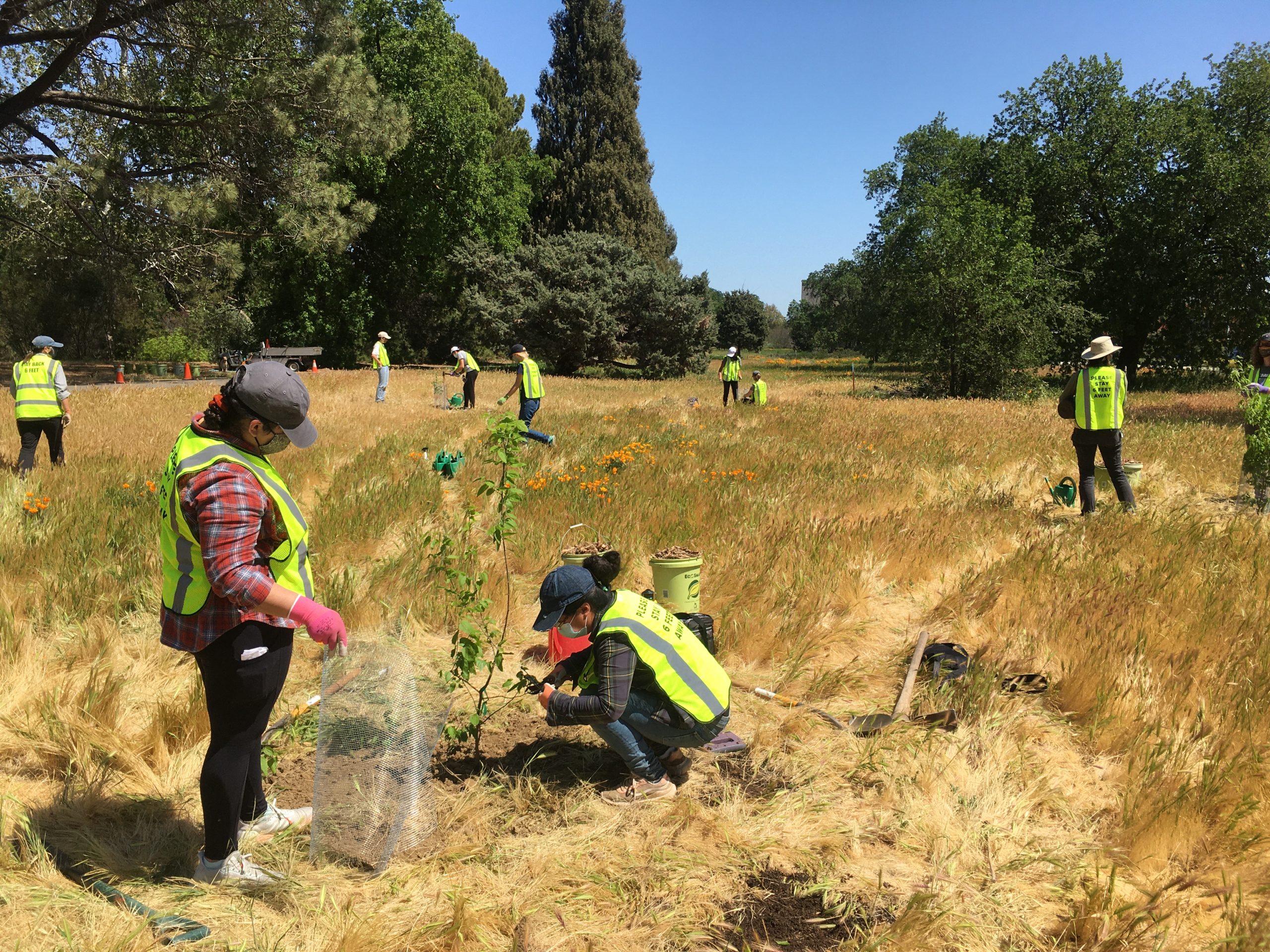 Image of UCDAPG interns tree planting