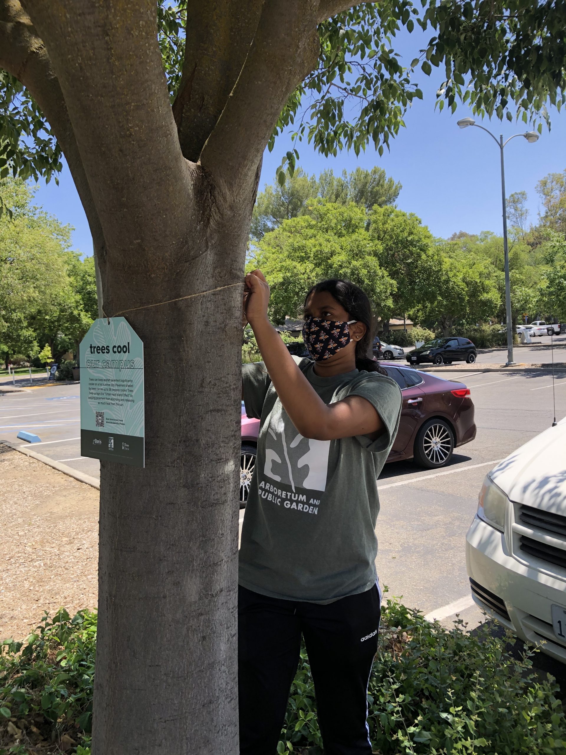 Image of UCDAPG trees 'cool our campus' tag. Photo courtesy of UC Davis.