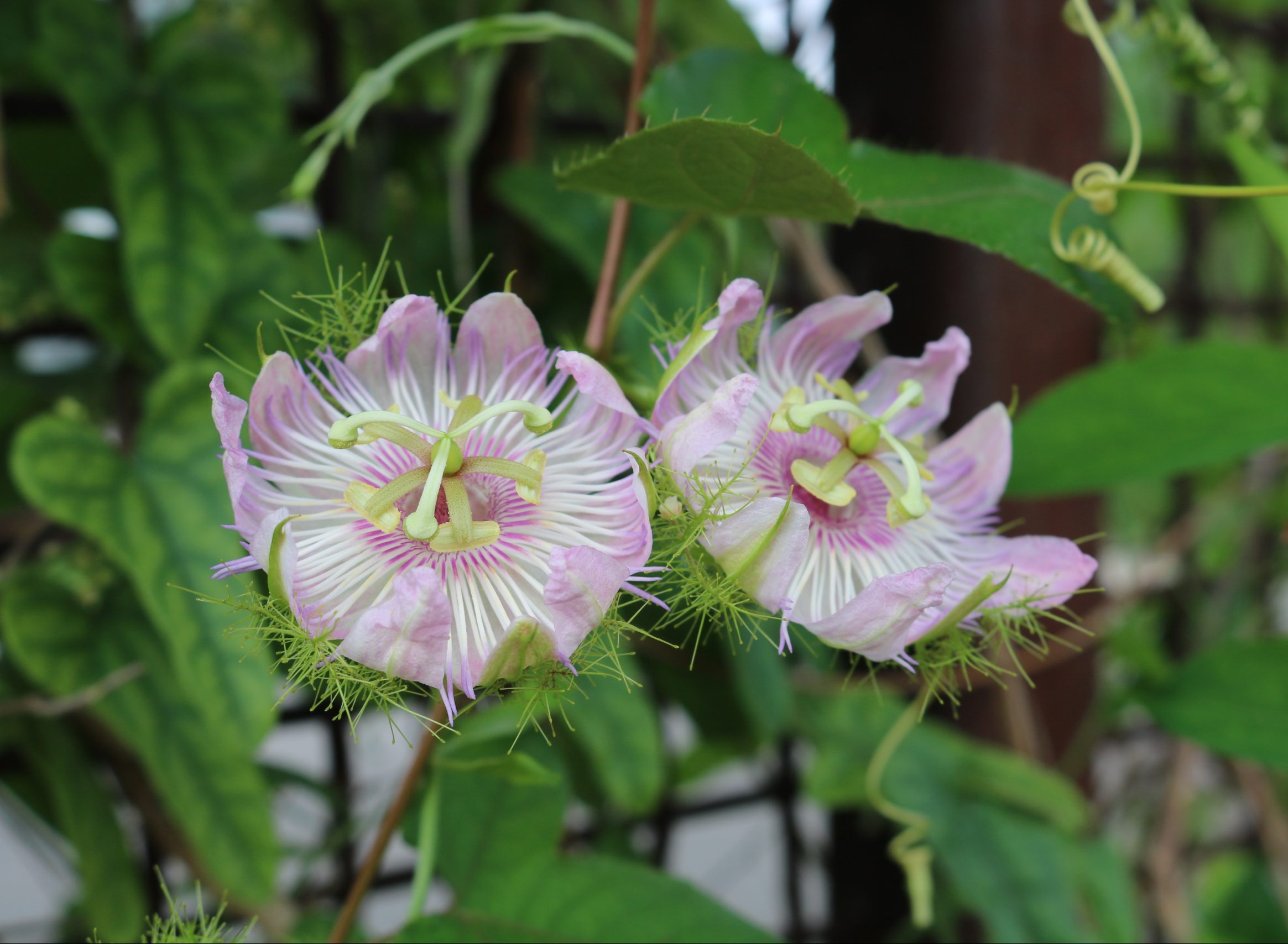 Image of Passiflora foetida in bloom.