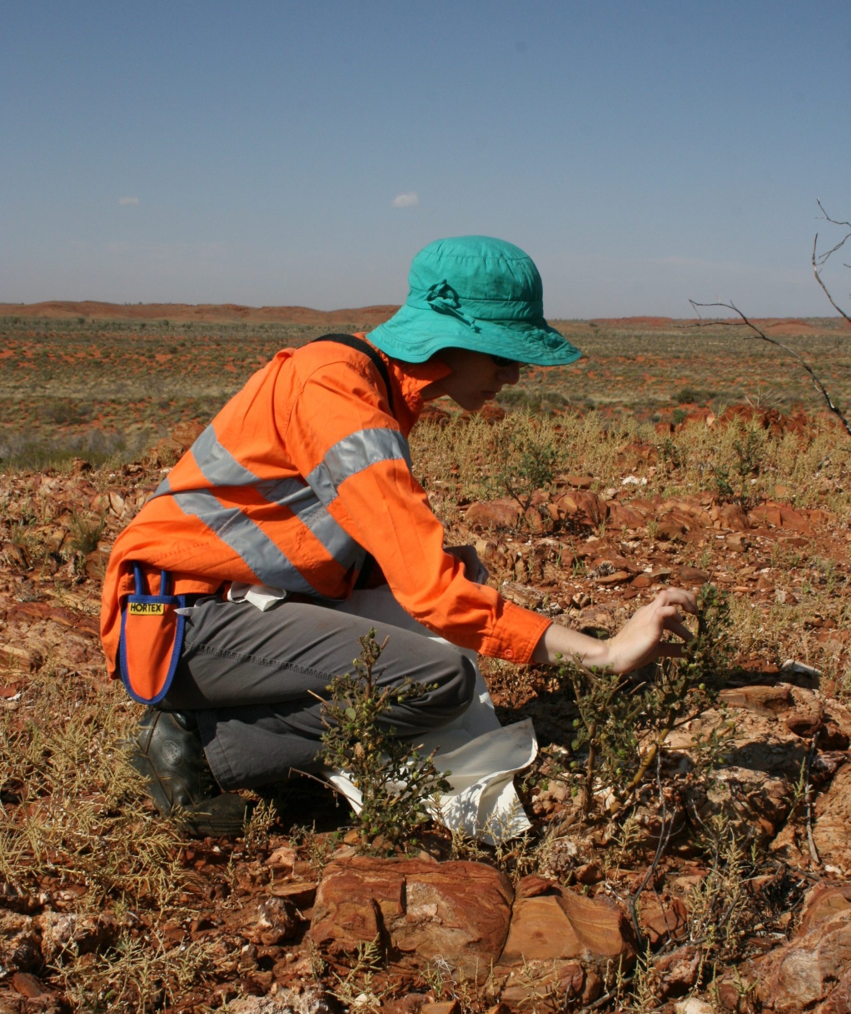 Image of Dr. Lucy Commander Seed Collecting