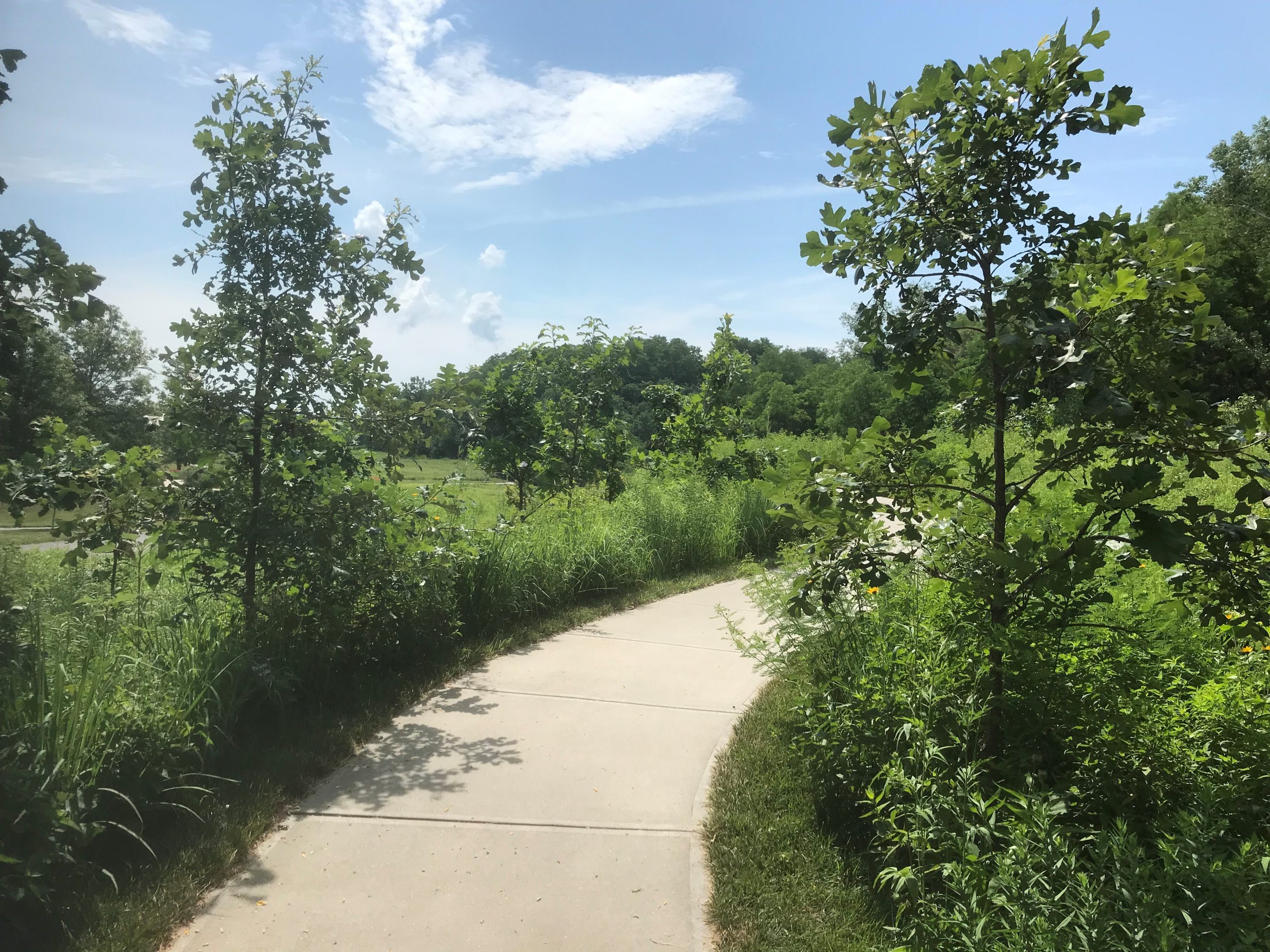 Image of Oak savanna restoration area with bur oak (Quercus macrocarpa) at Lauritzen Gardens.