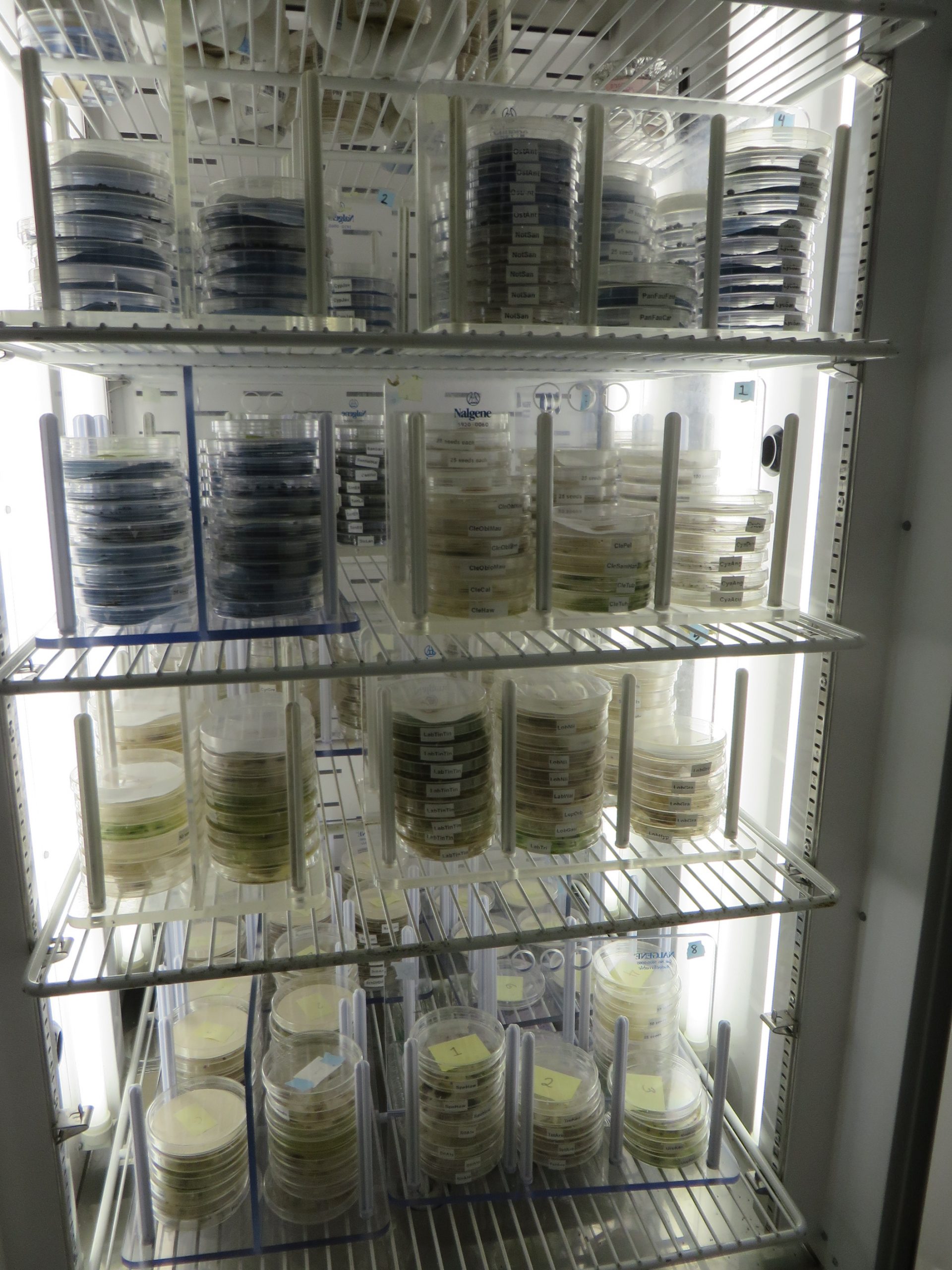 A germination chamber filled with round petri dishes with plated seed for germination testing.