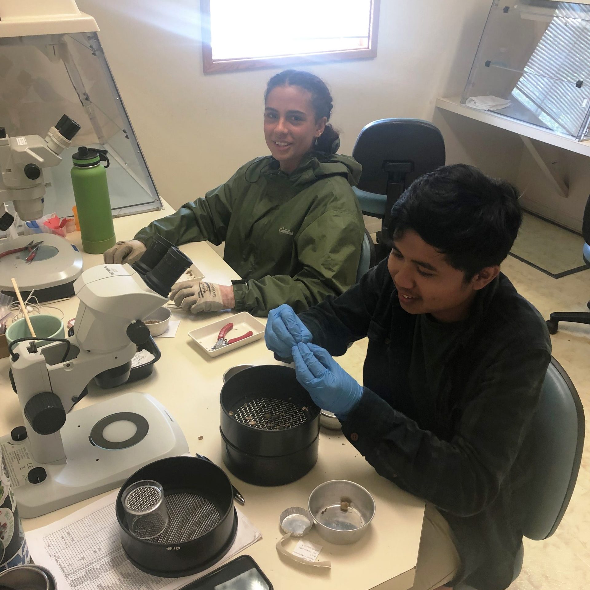 Two interns seated in front of sieves and microscopes cleaning seed.