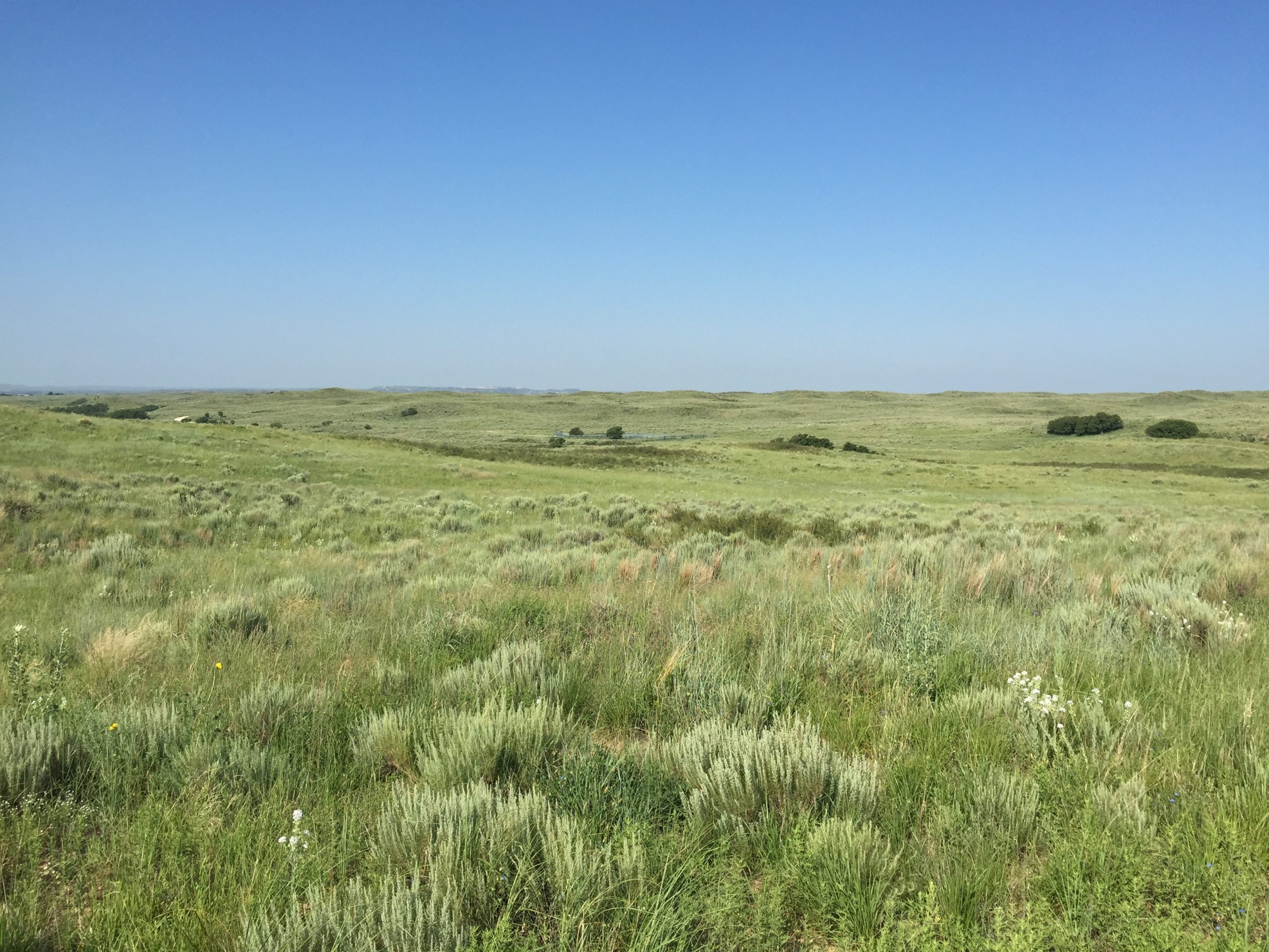 Image of sandsage prairie in Lipscomb County, Texas.