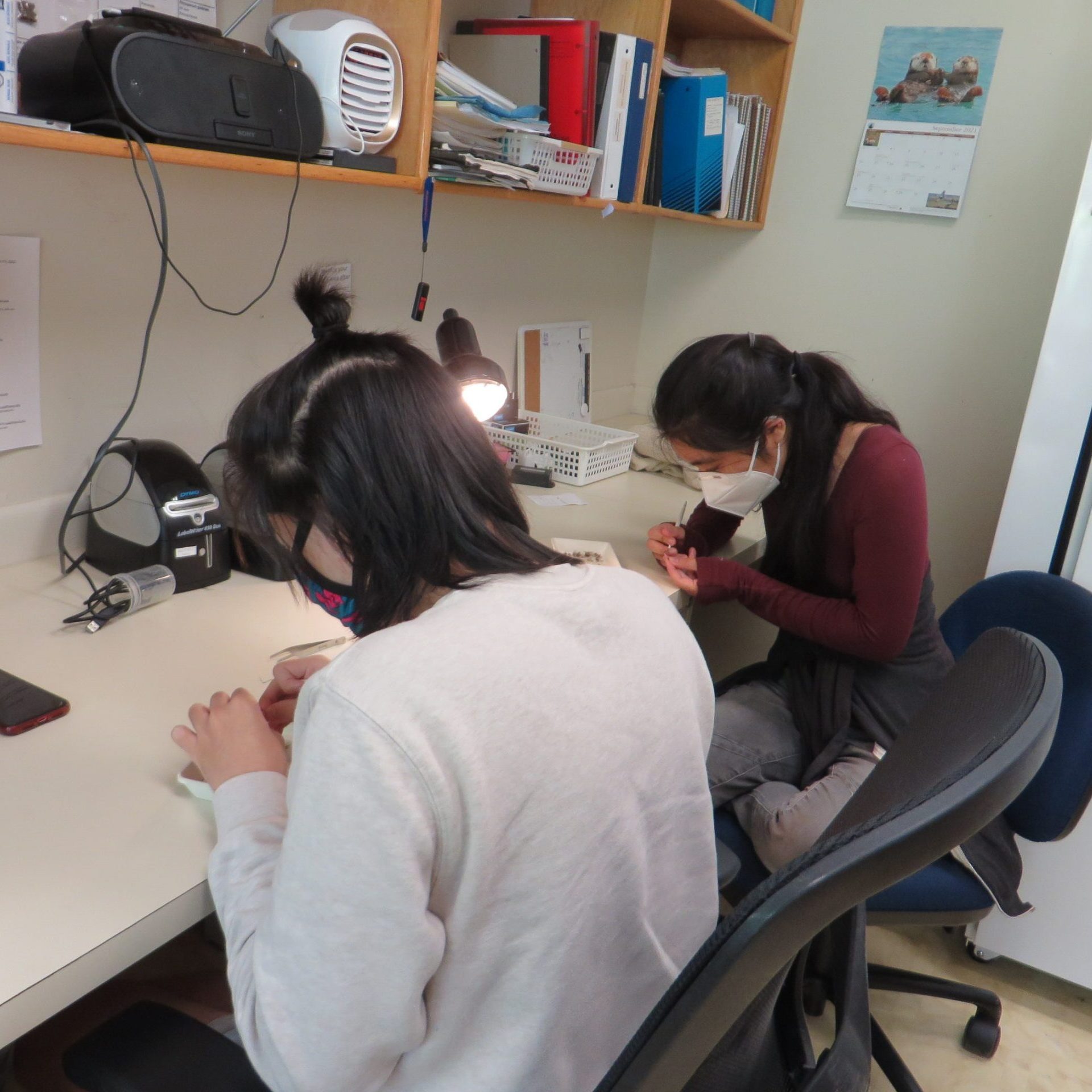 Two masked interns use tools to process seed in the lab.