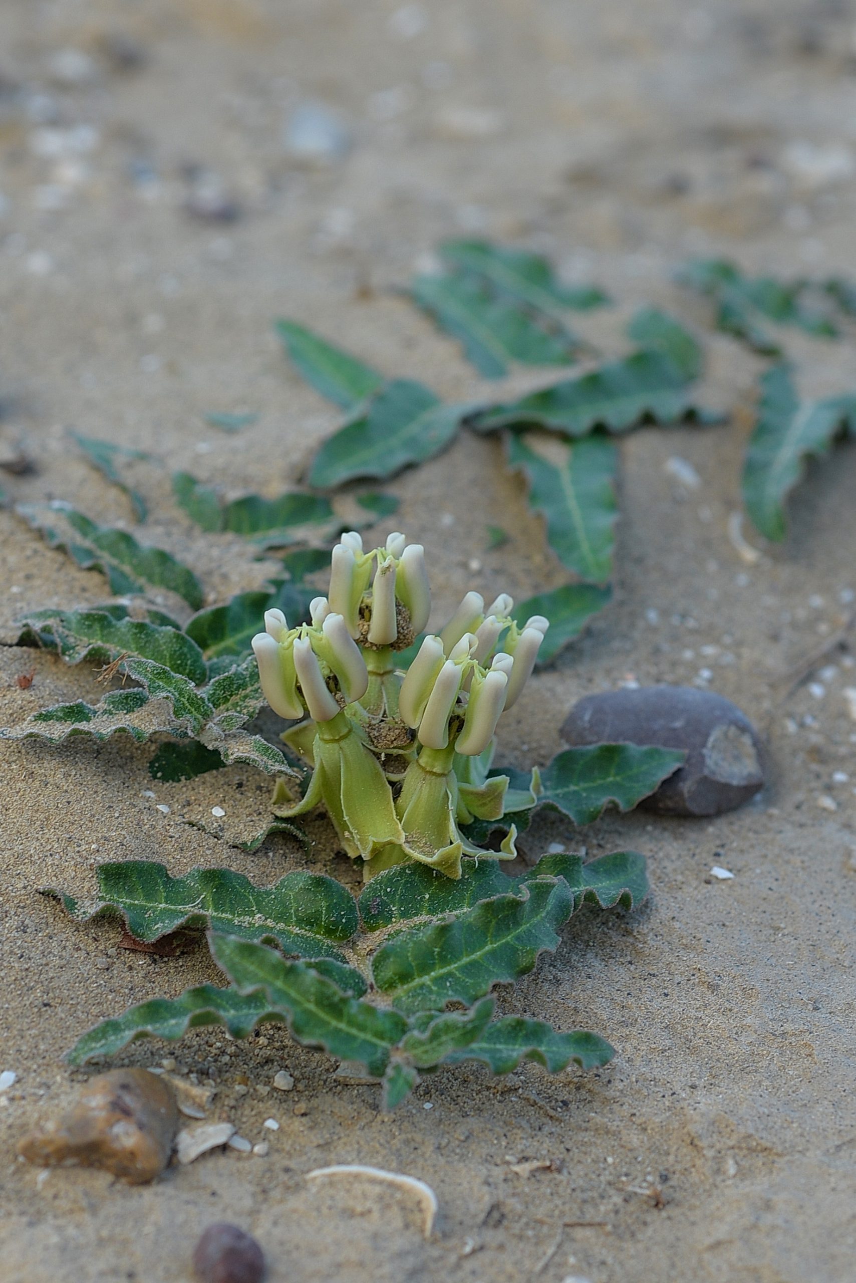 Prostrate Milkweed (Asclepias prostrata)