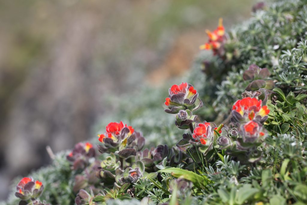 Image of Castilleja mendocinensis blooming on the Mendocino Headlands. Photo by Caroline Iacuaniello.