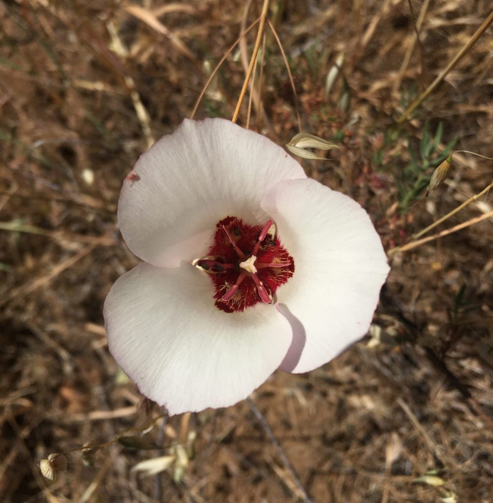 San Luis Obispo Mariposa Lily (Calochortus simulans)