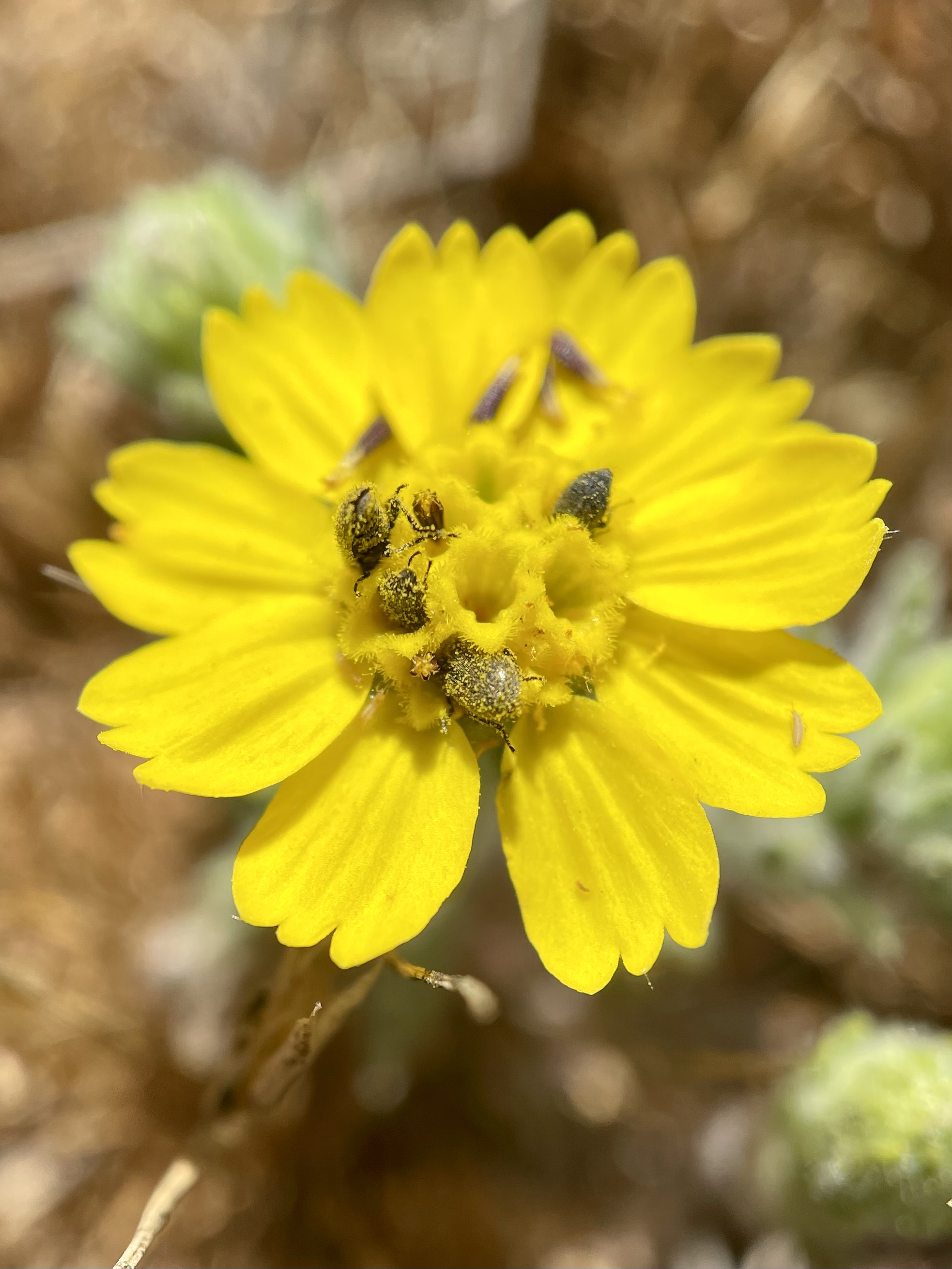 Beetles covered in pollen while visiting disk flowers on Gaviota tarplant.