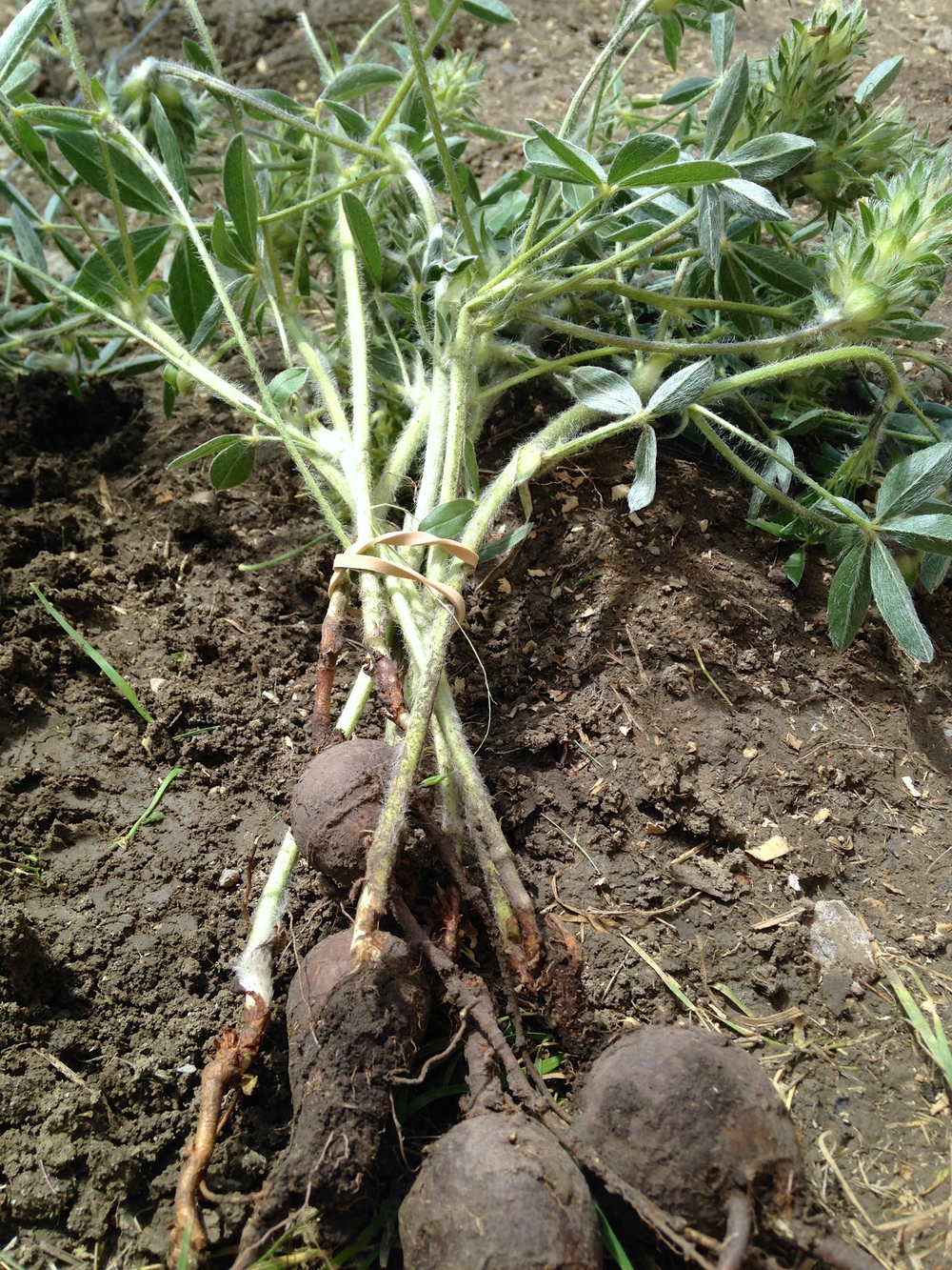 Recently pulled up bunch of prairie turnips, dark bulbs attached to light green leafy stems.