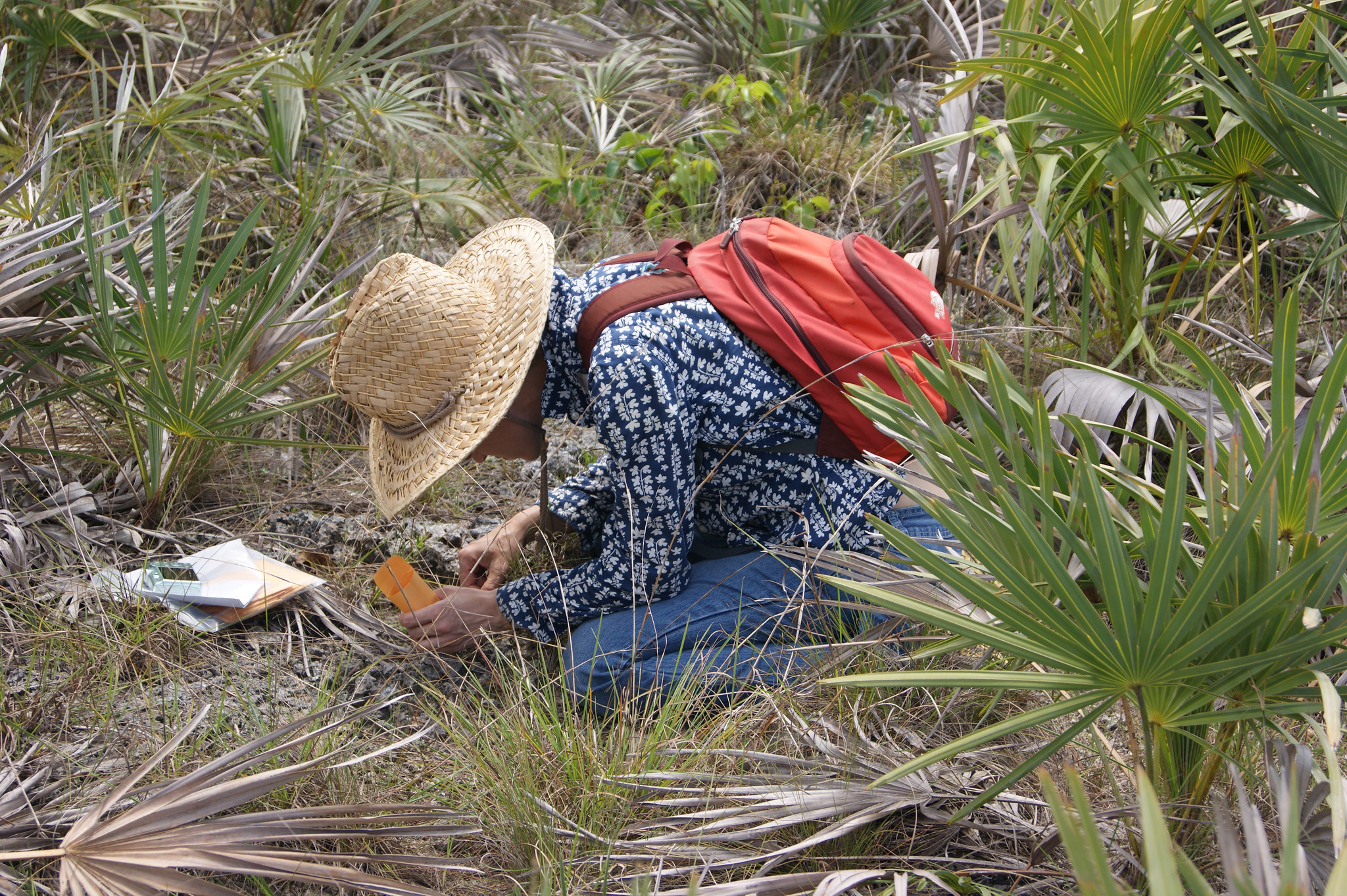 Woman Collecting Seeds