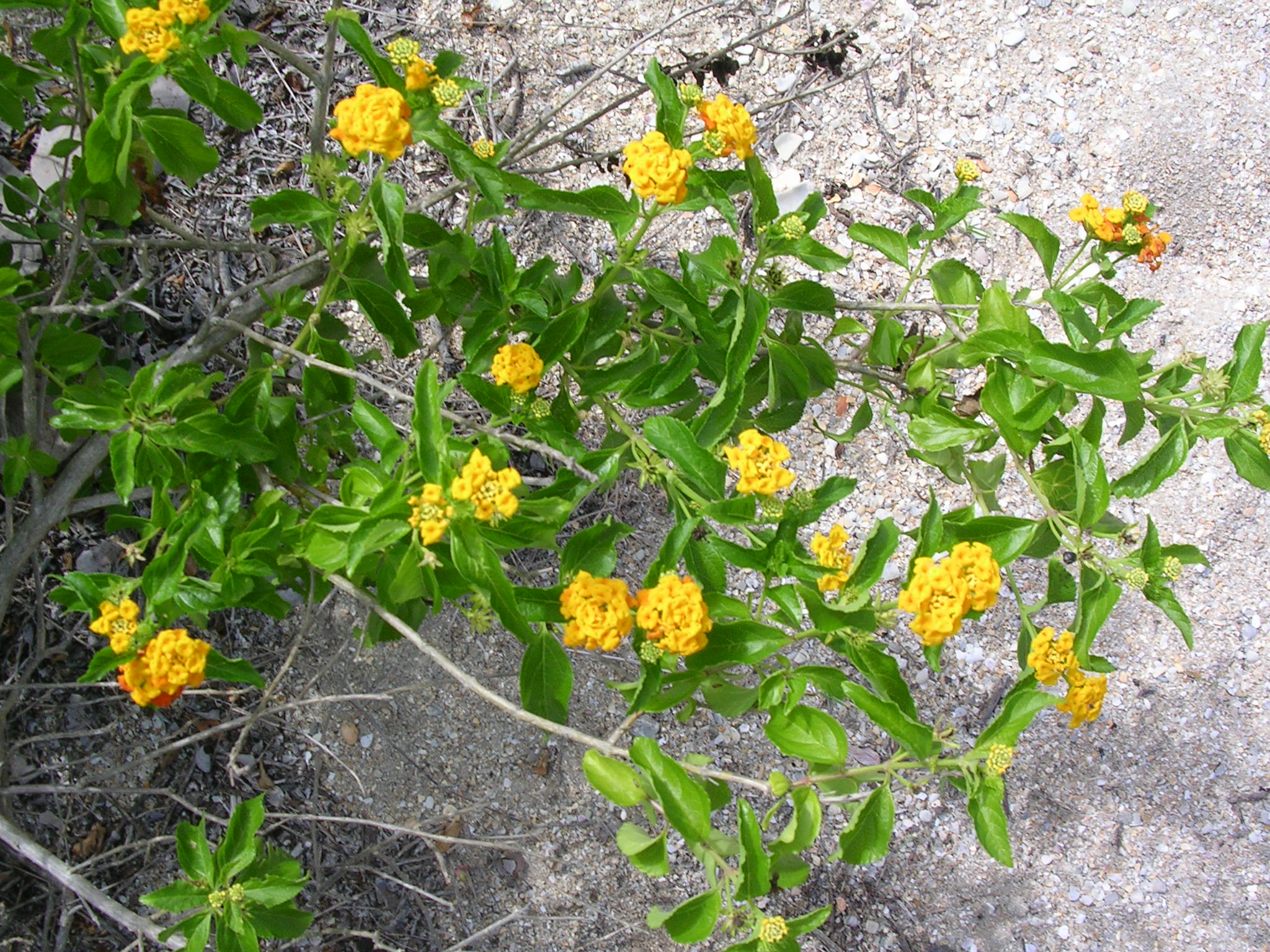 Image of Lantana depressa flowers. Photo by Bill Baggs.