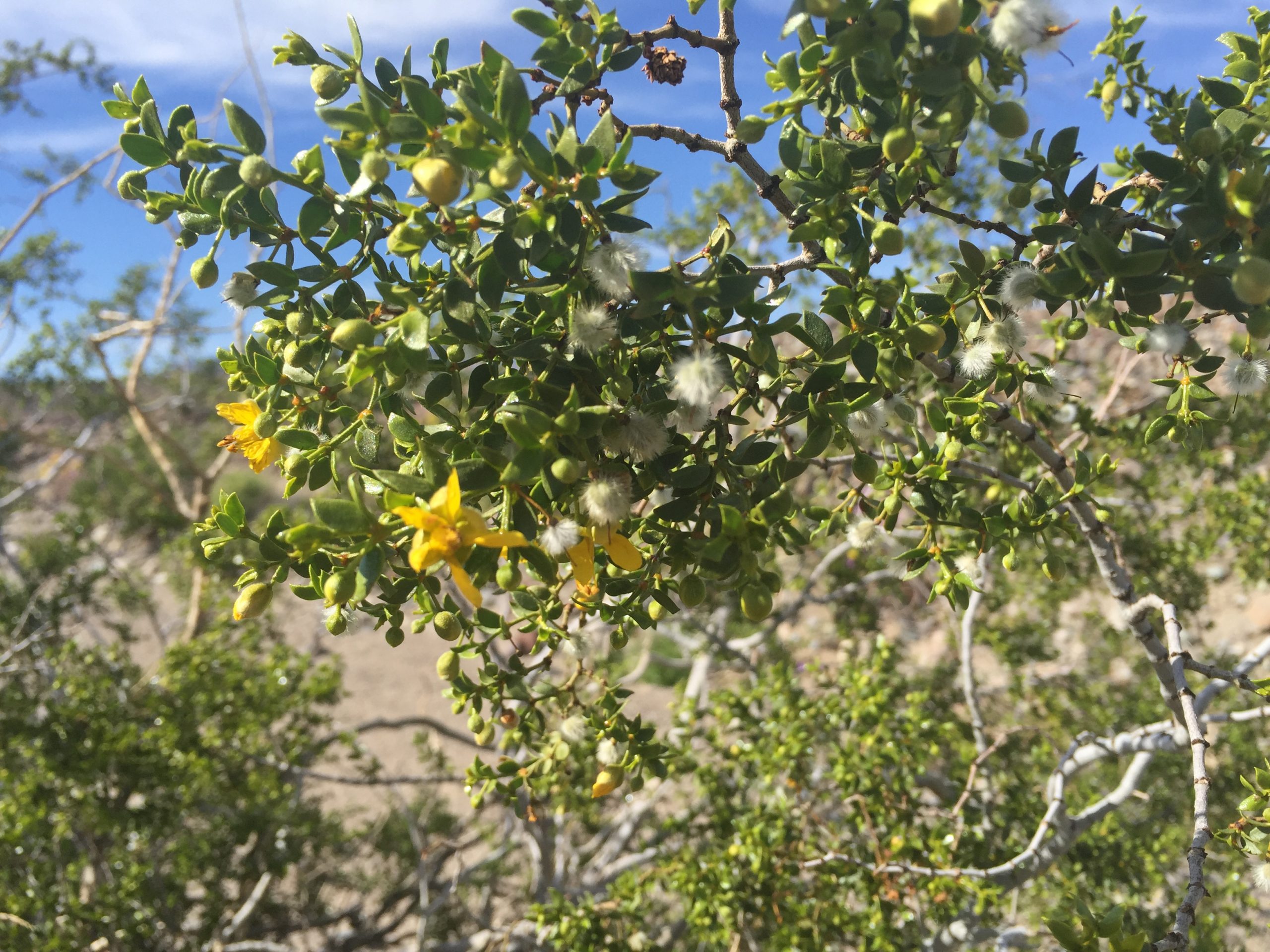 A close-up of the yellow flowers and fluffy seeds of creosote