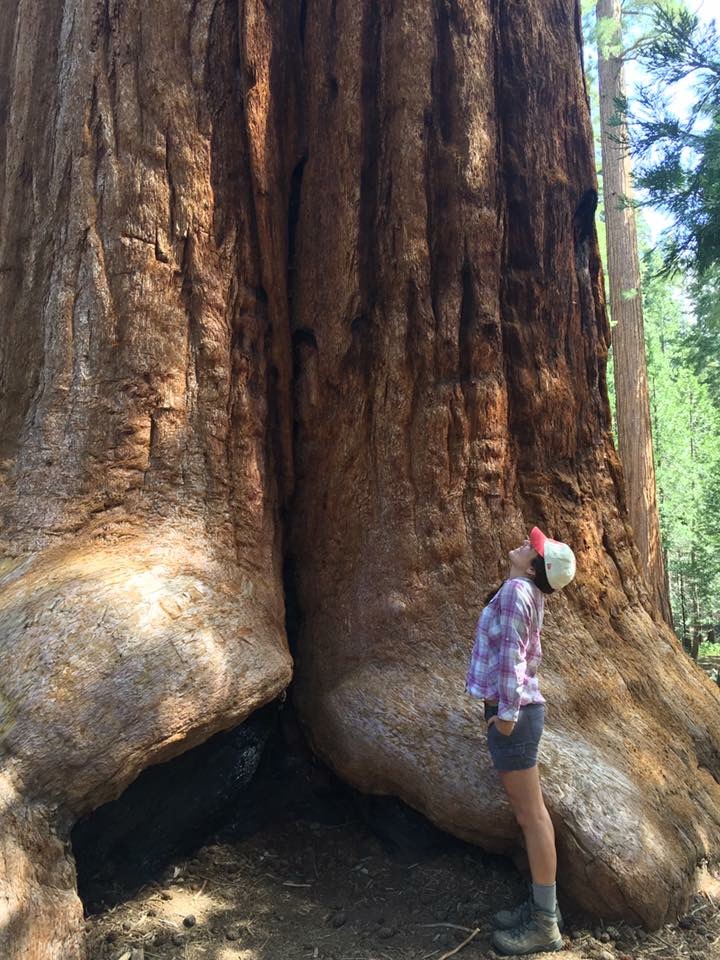 Woman looking up from base of a giant sequoia.